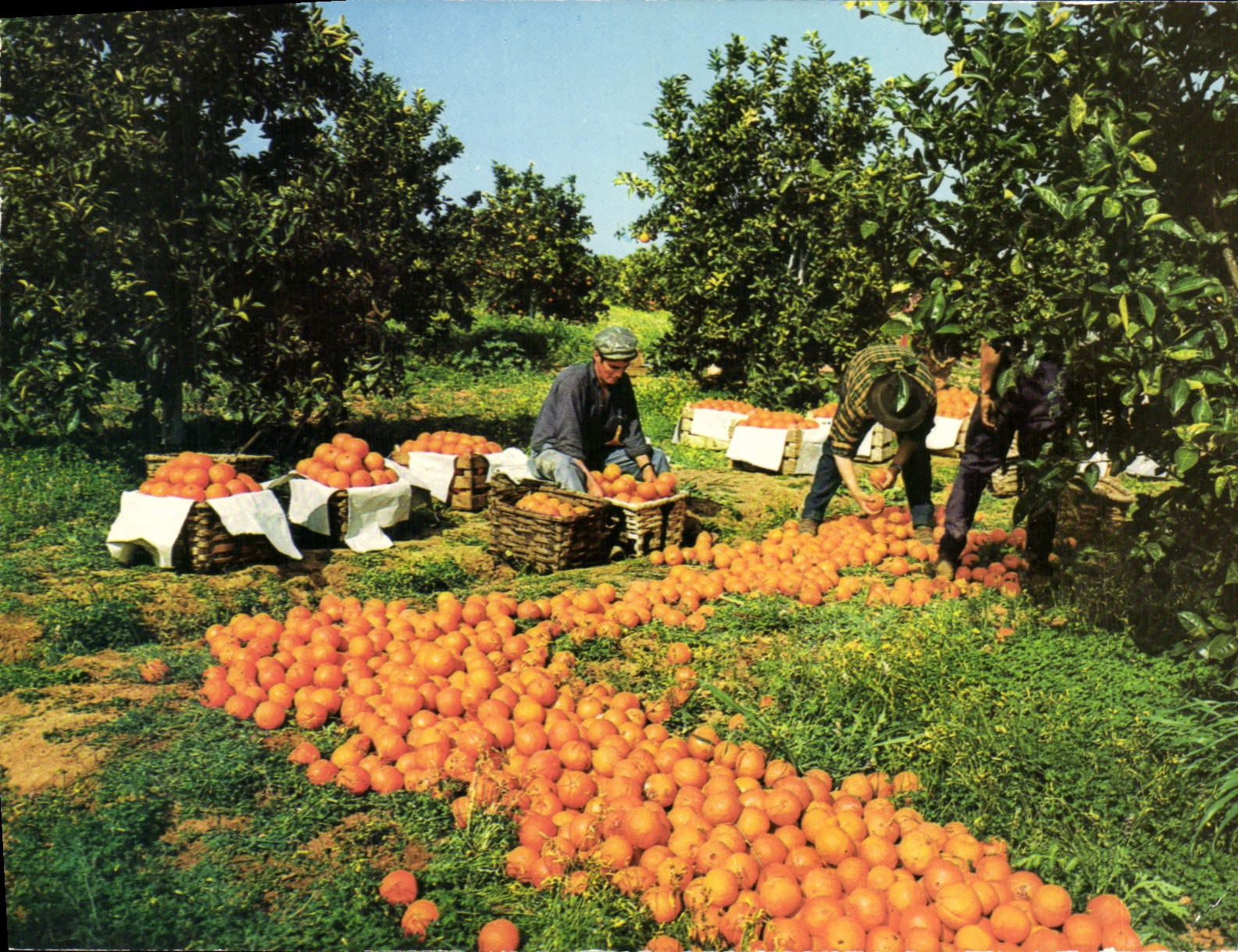 MODERN CARD Algarve Portugal Cokheta das Harves