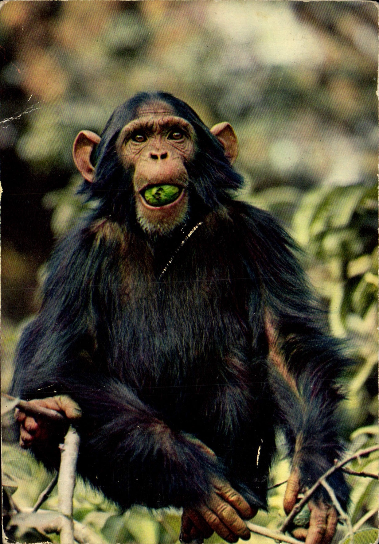 CPM African Fauna Monkey