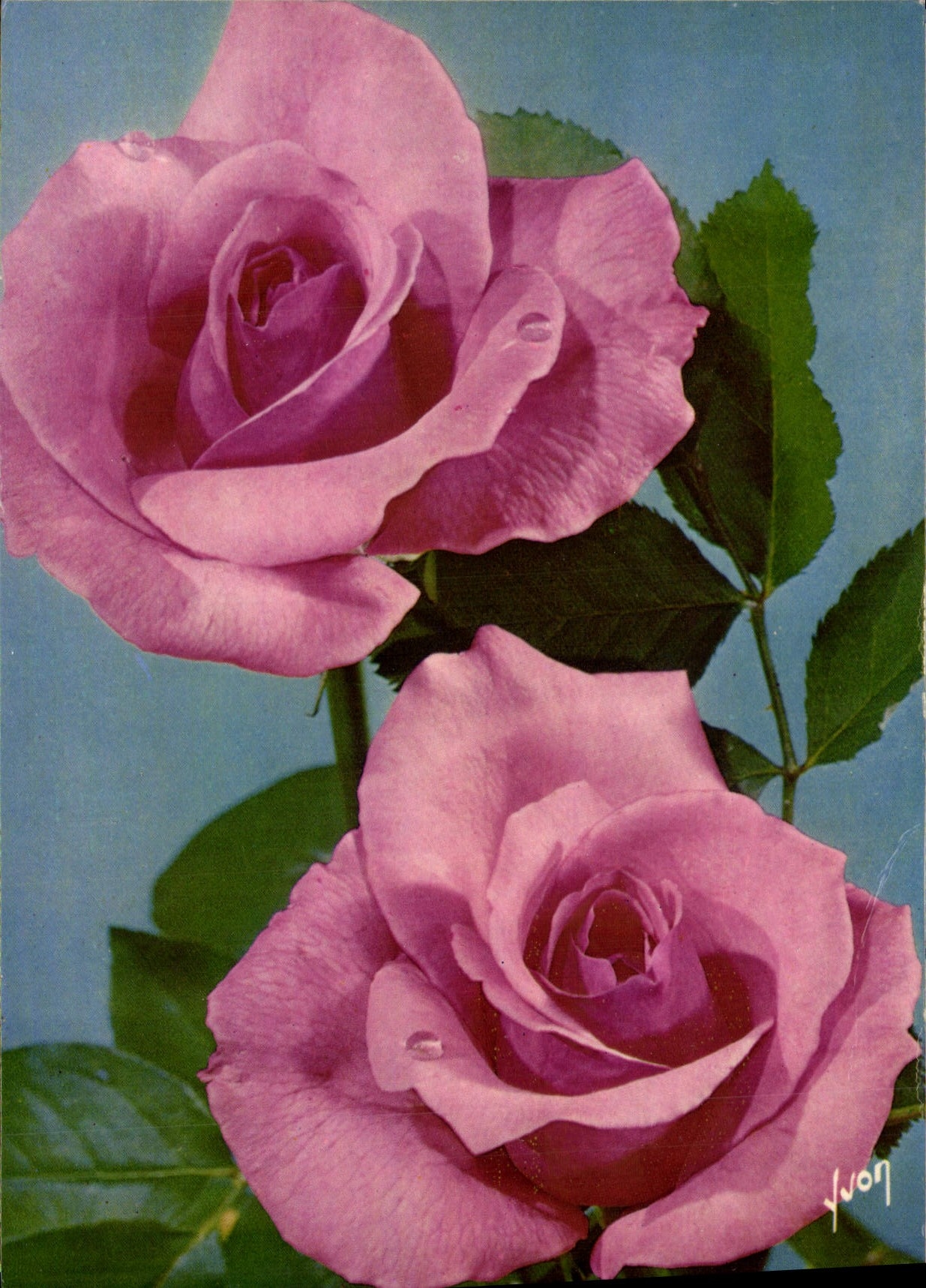 MODERN CARD Fantasy Pink Pretty Flowers Of France