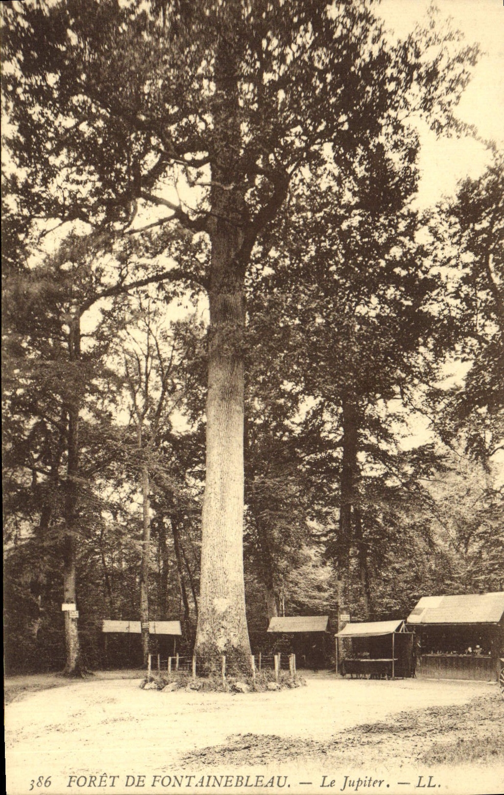 CPA Foret de Fontainebleau Le Jupiter Arbre
