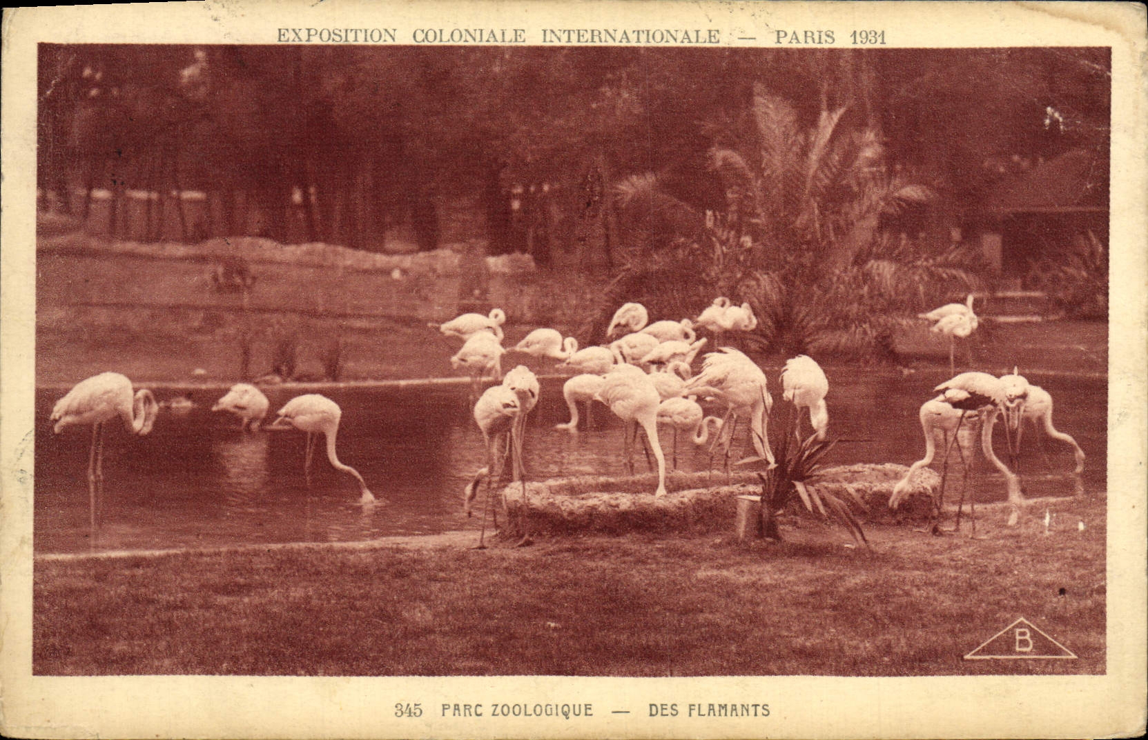 CPA Exposition Coloniale Internationale Paris 1931 Parc zoologique Des flamants Zoo Oiseau
