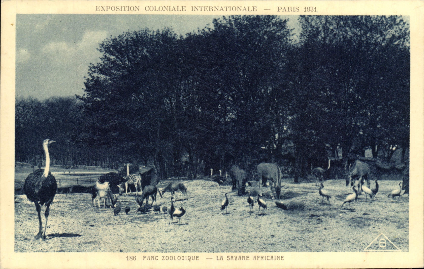 CPA Exposition Coloniale Internationale De Paris Parc Zoologique La savane africaine Autruche Zebre Zoo