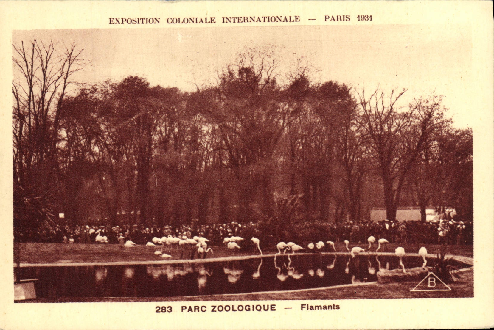 VINTAGE POSTCARD Fair Colonial International Of Paris Zoological gardens Zoo Pink flamingos