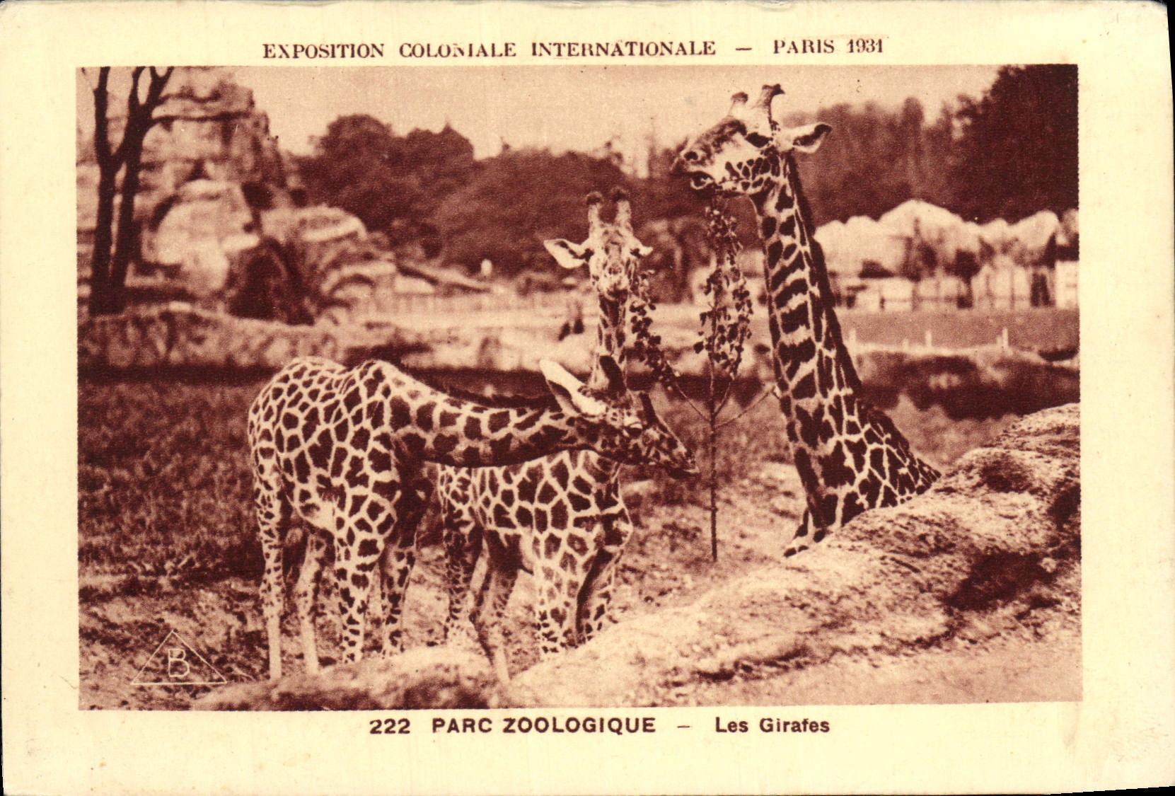 VINTAGE POSTCARD Fair Colonial International Of Paris Zoological gardens the giraffes Zoo