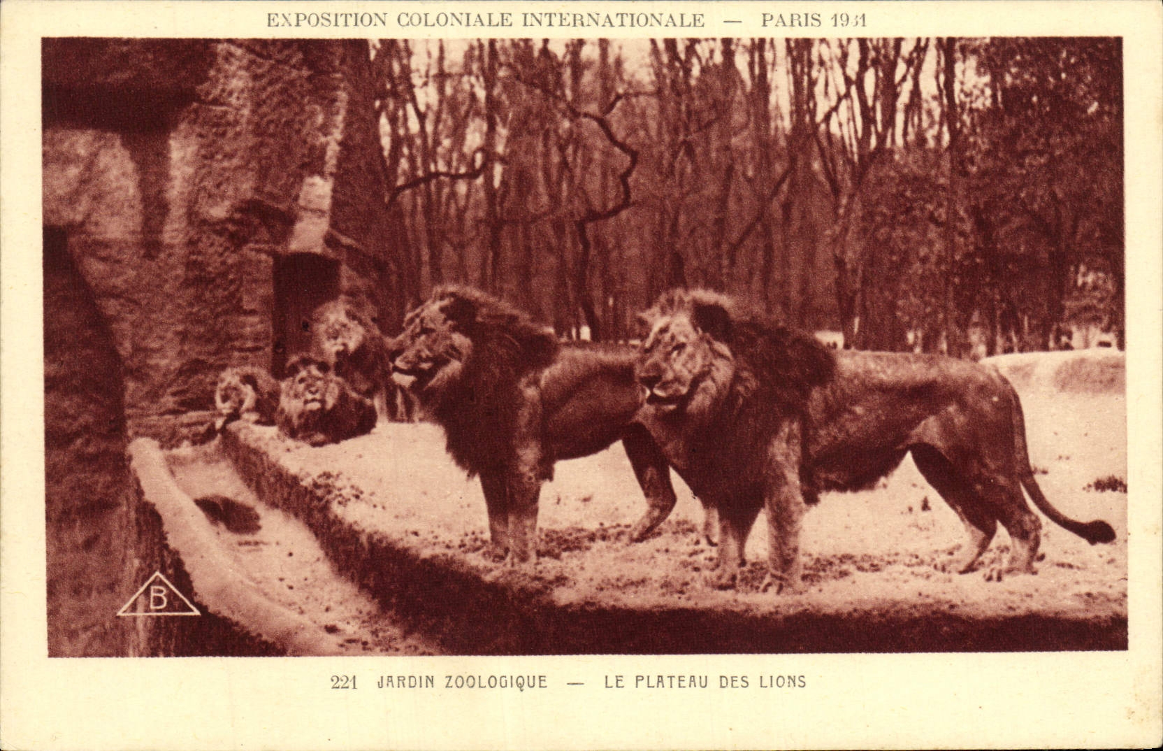 VINTAGE POSTCARD Fair Colonial International Of Paris Zoological garden the plate of the lions Lion Zoo