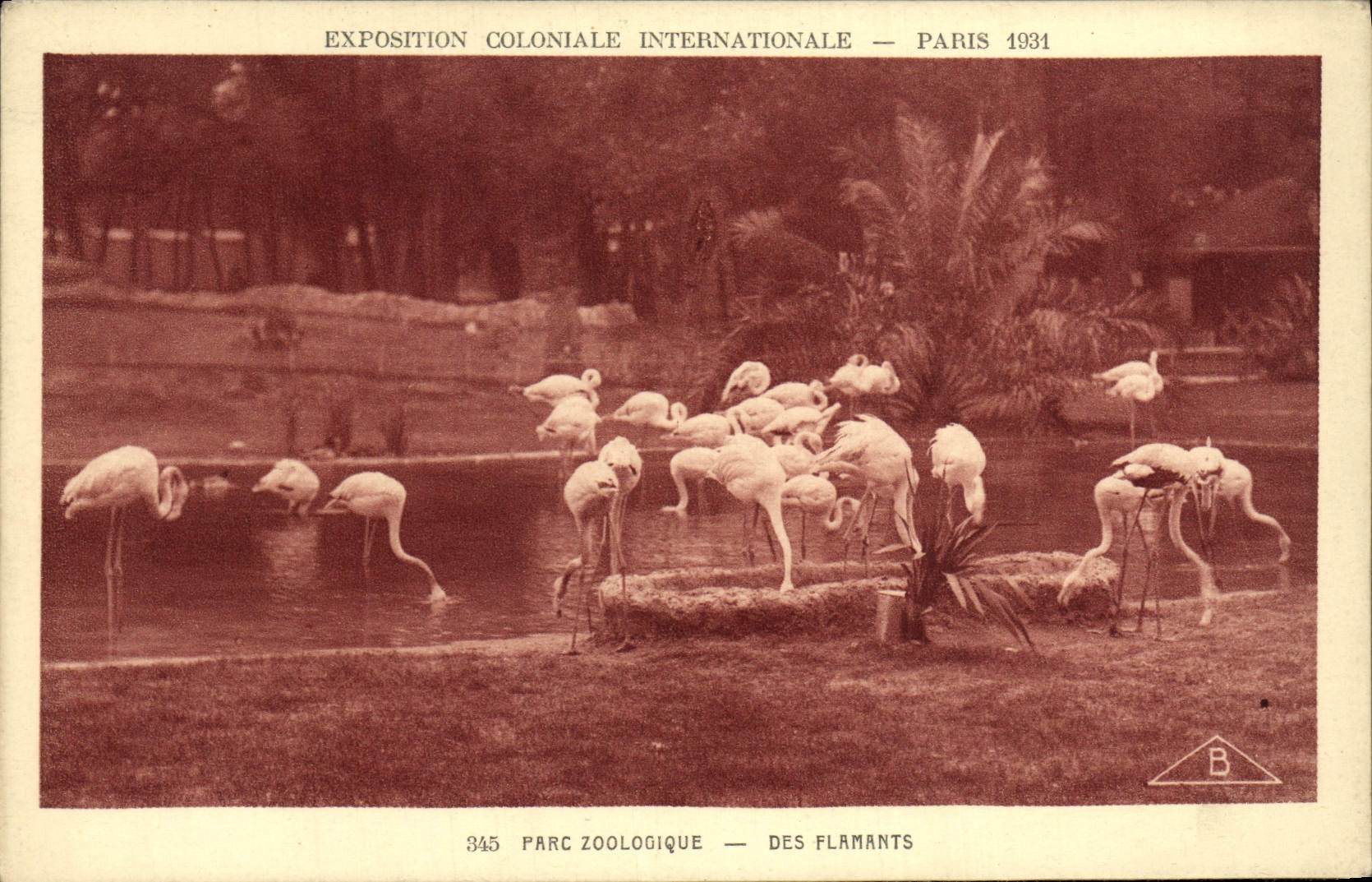 VINTAGE POSTCARD Fair Colonial International Of Paris Zoological gardens Pink flamingos Zoo