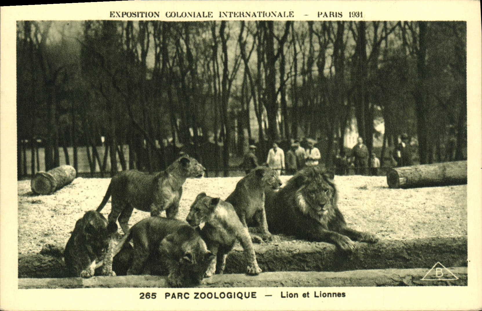 VINTAGE POSTCARD Fair Colonial International Of Paris Zoological gardens Lions and lionesses Lion Zoo
