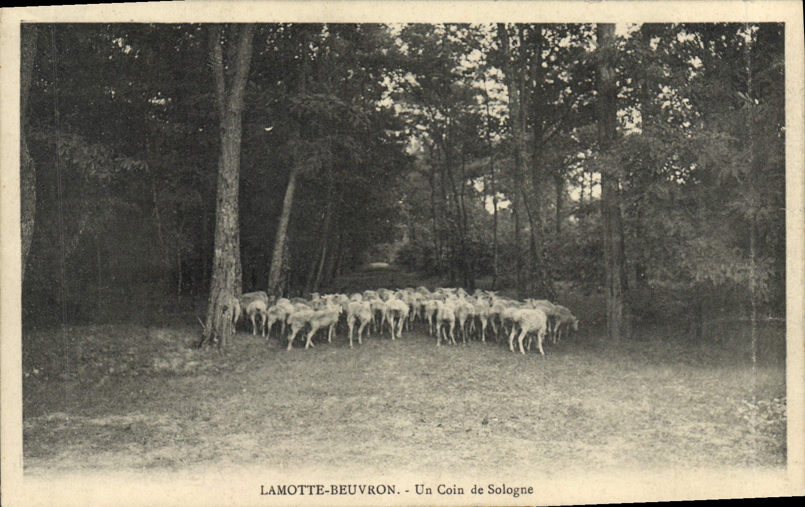 POSTAL Lamotte Beuvron de la VENDIMIA una esquina de las ovejas de Sologne