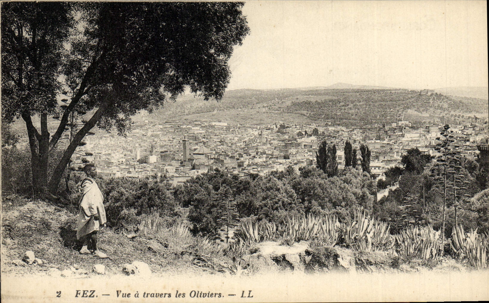 POSTAL Fes de la VENDIMIA vista a través de los Aceituna-árboles