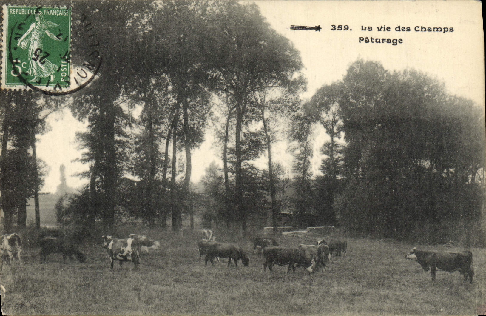 CPA La Vie Des Champs Paturage Vaches