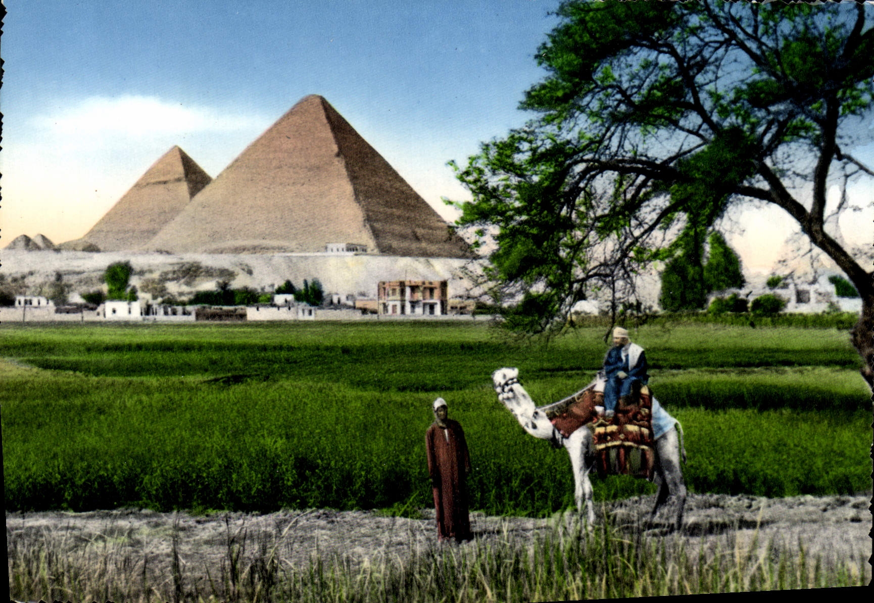 CPM Cairo The Pyrarnids of Giza Egypte Chameau