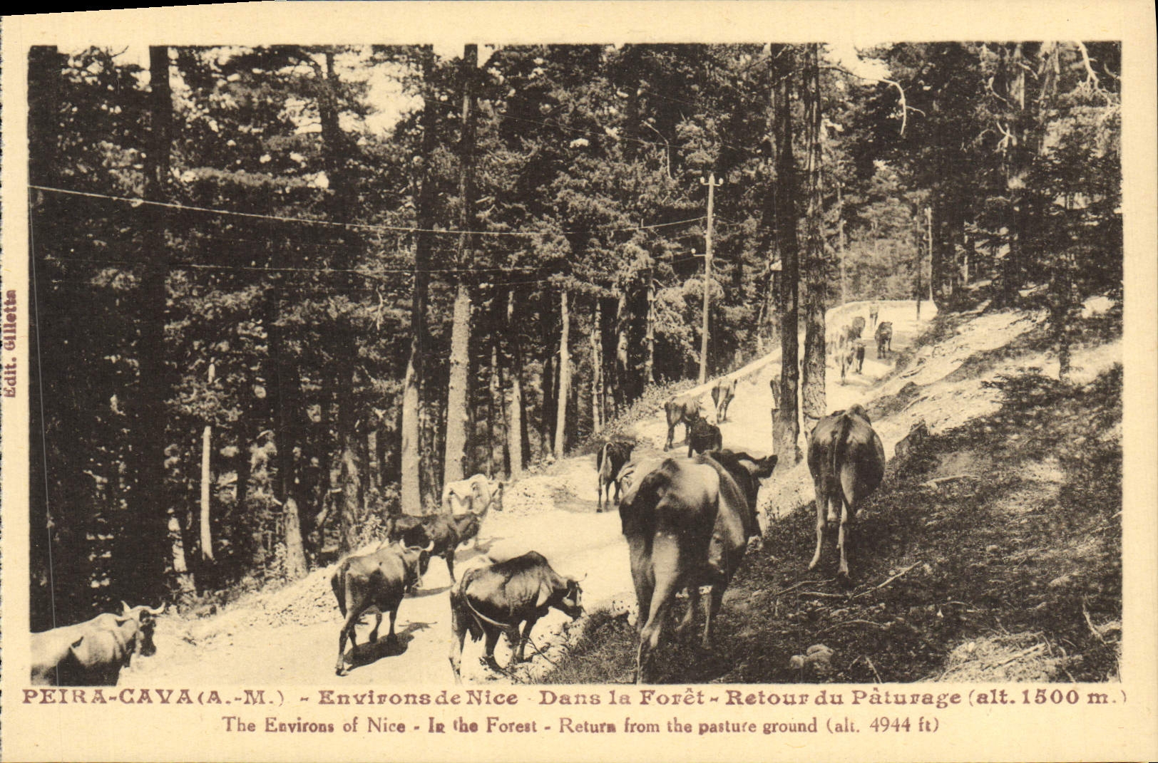 CPA Peira Cava Environsde Nice Dans la Foret Retour du Paturag Vaches