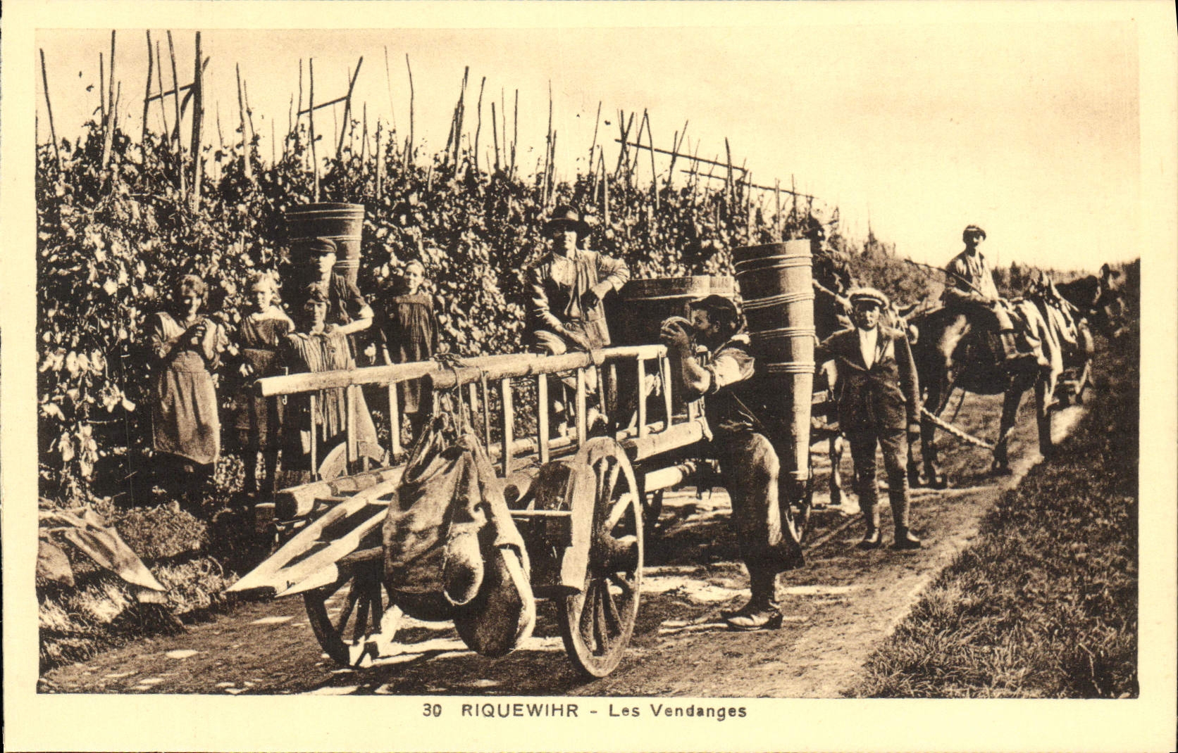 VINTAGE POSTCARD Riquewihr Grape harvest