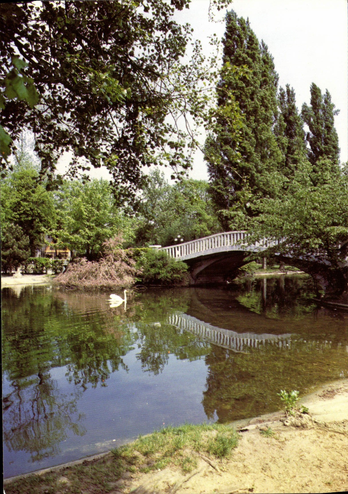 CPM Le vesinet Les Ibis Cygne