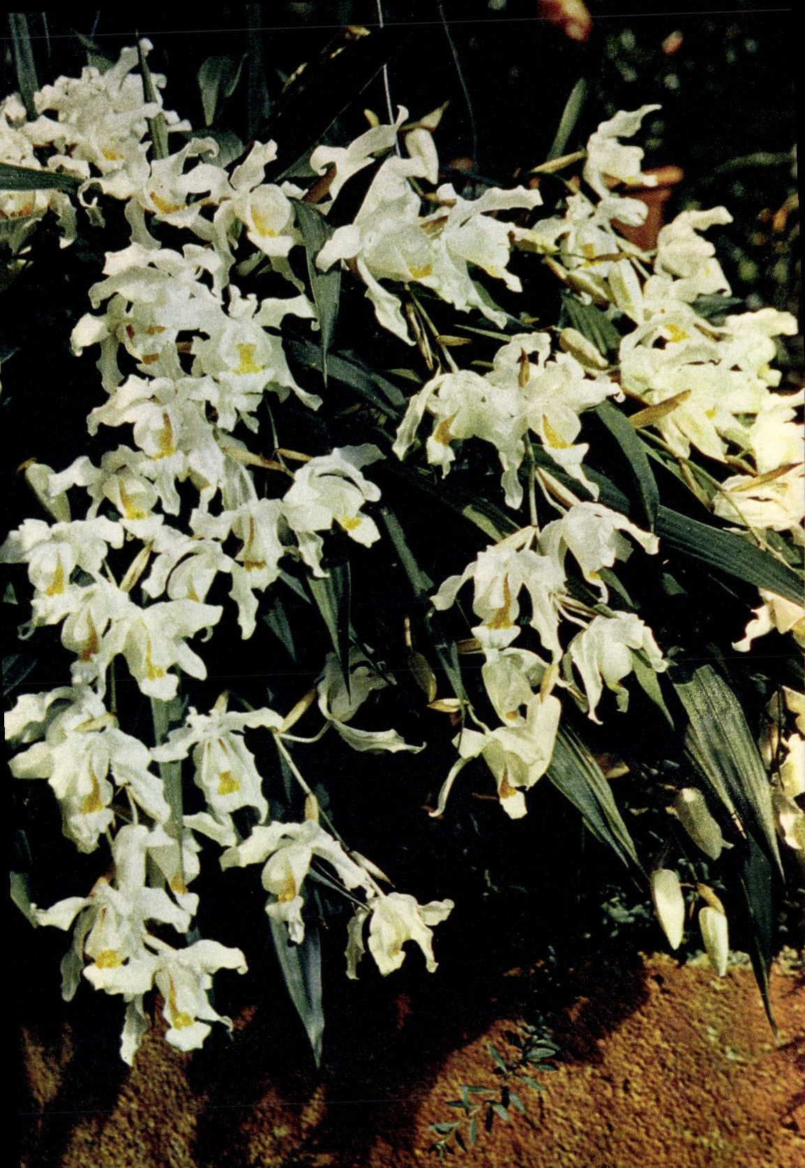 CPM White Rag Orchids Coelogyne Cristata Family Orchidaceae