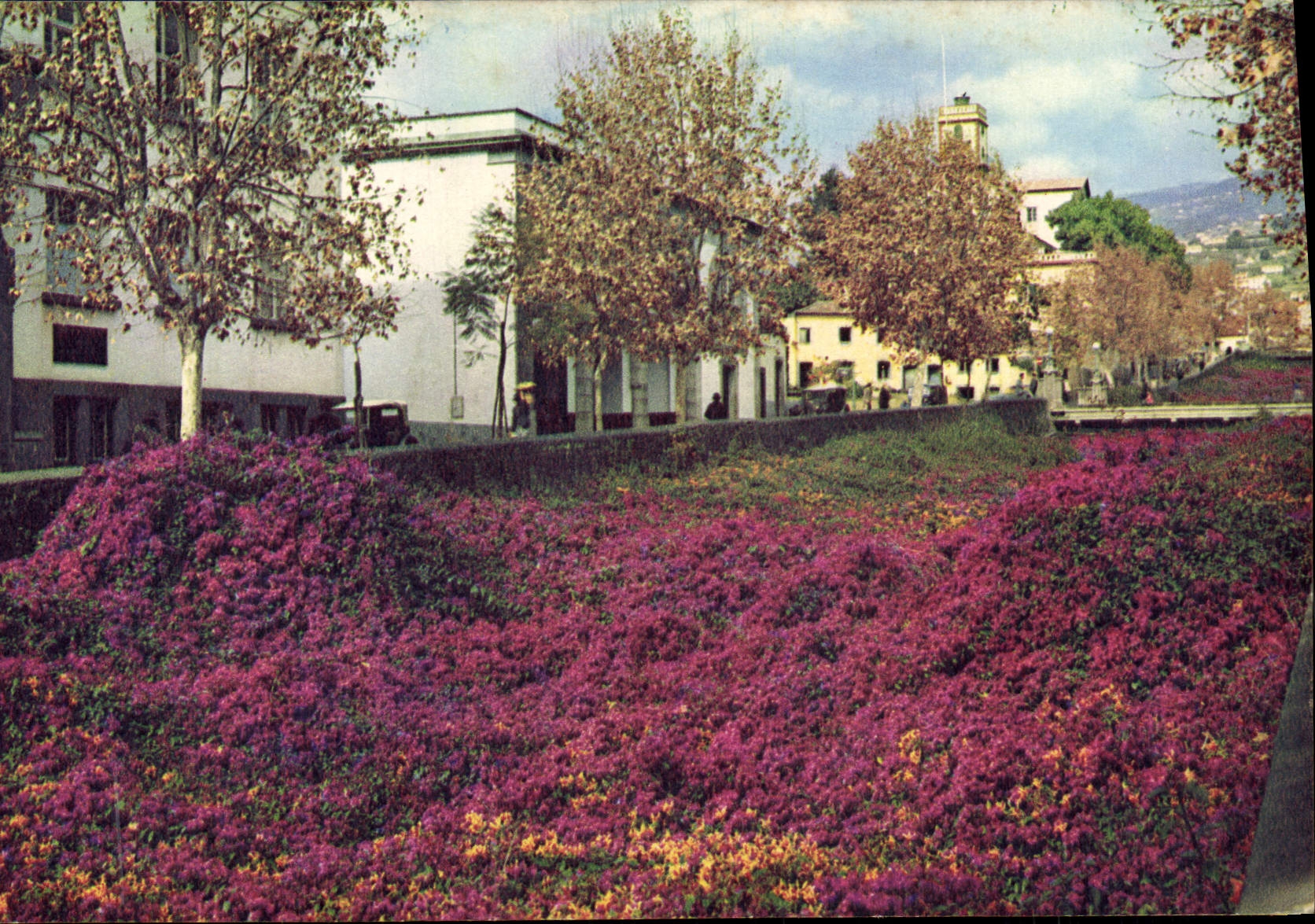 CPM Bougainvillea at Funchal Madeira
