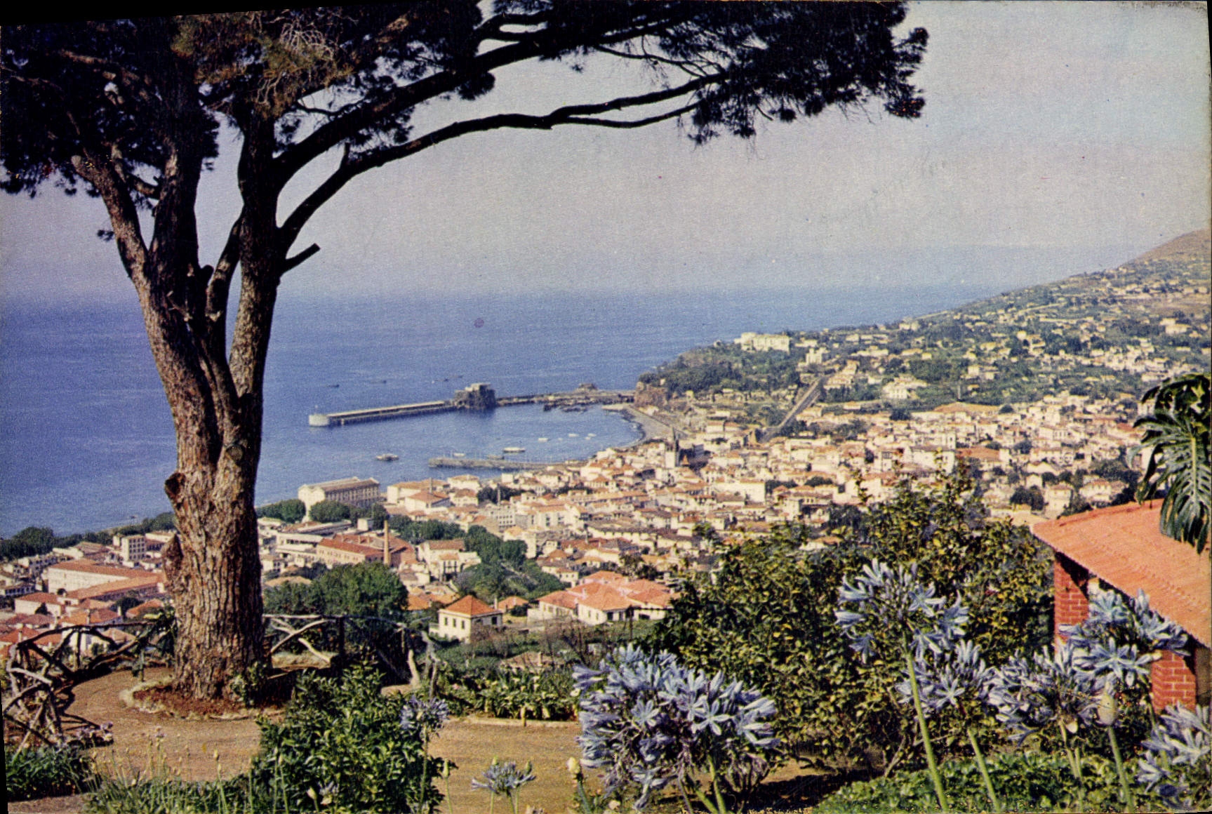 CPM Funchal from a Levada At Bom Sucesso With Tree Madeira