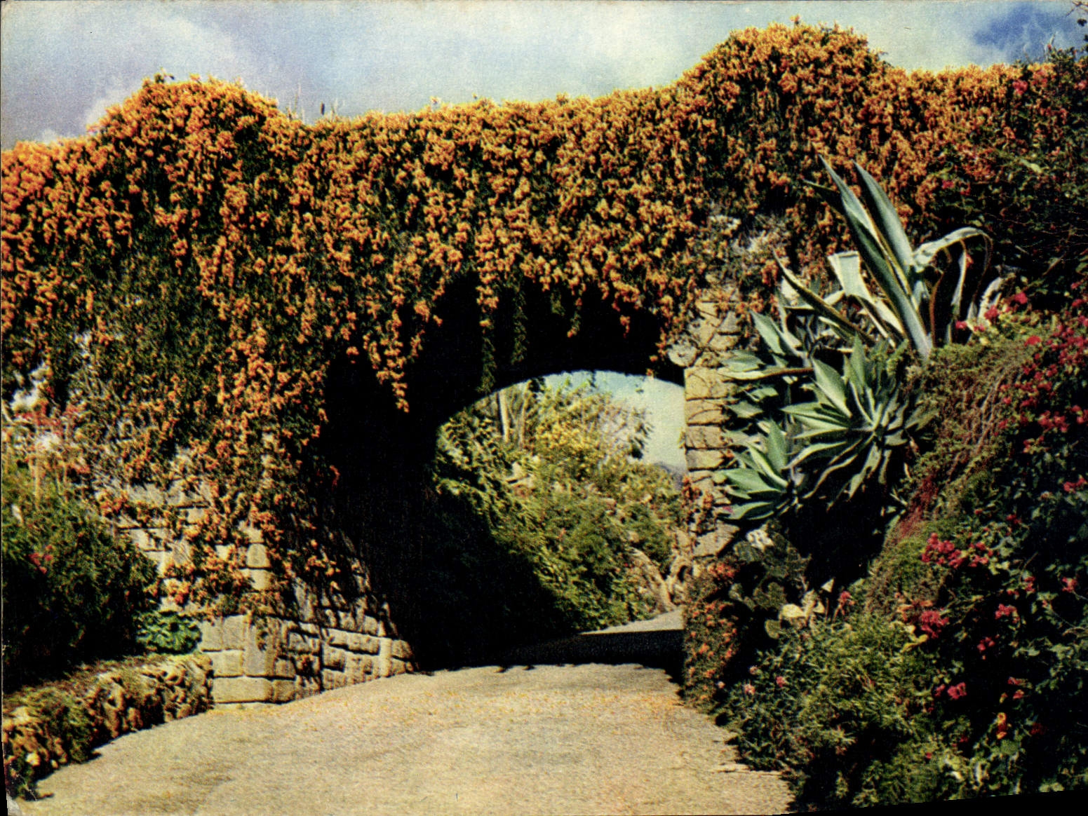 CPM Magnificent Bignonias Overhanging entrance to a private Quinta Madeira