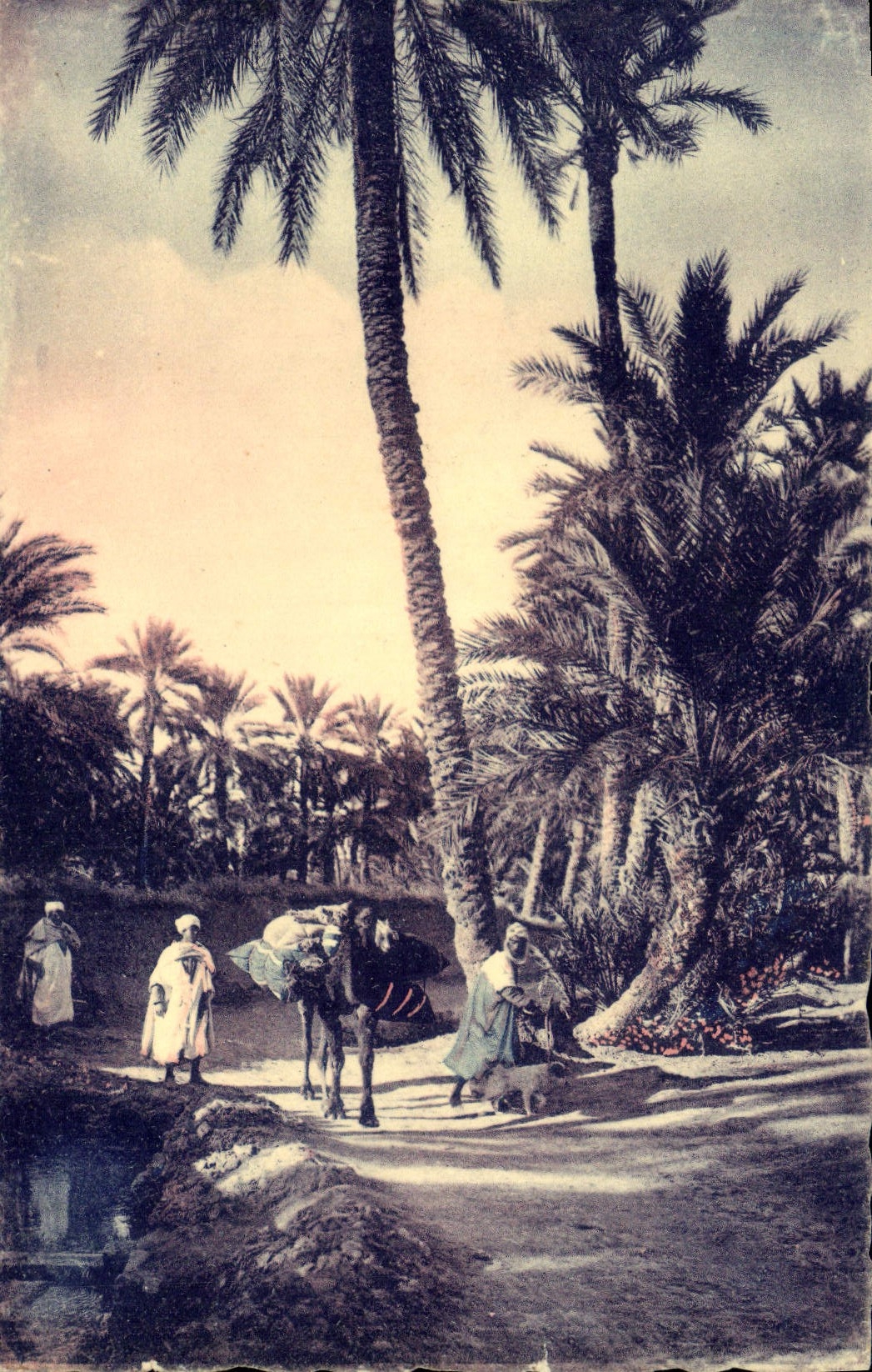 MODERN CARD Biskra a Way in the Palm plantation Camel