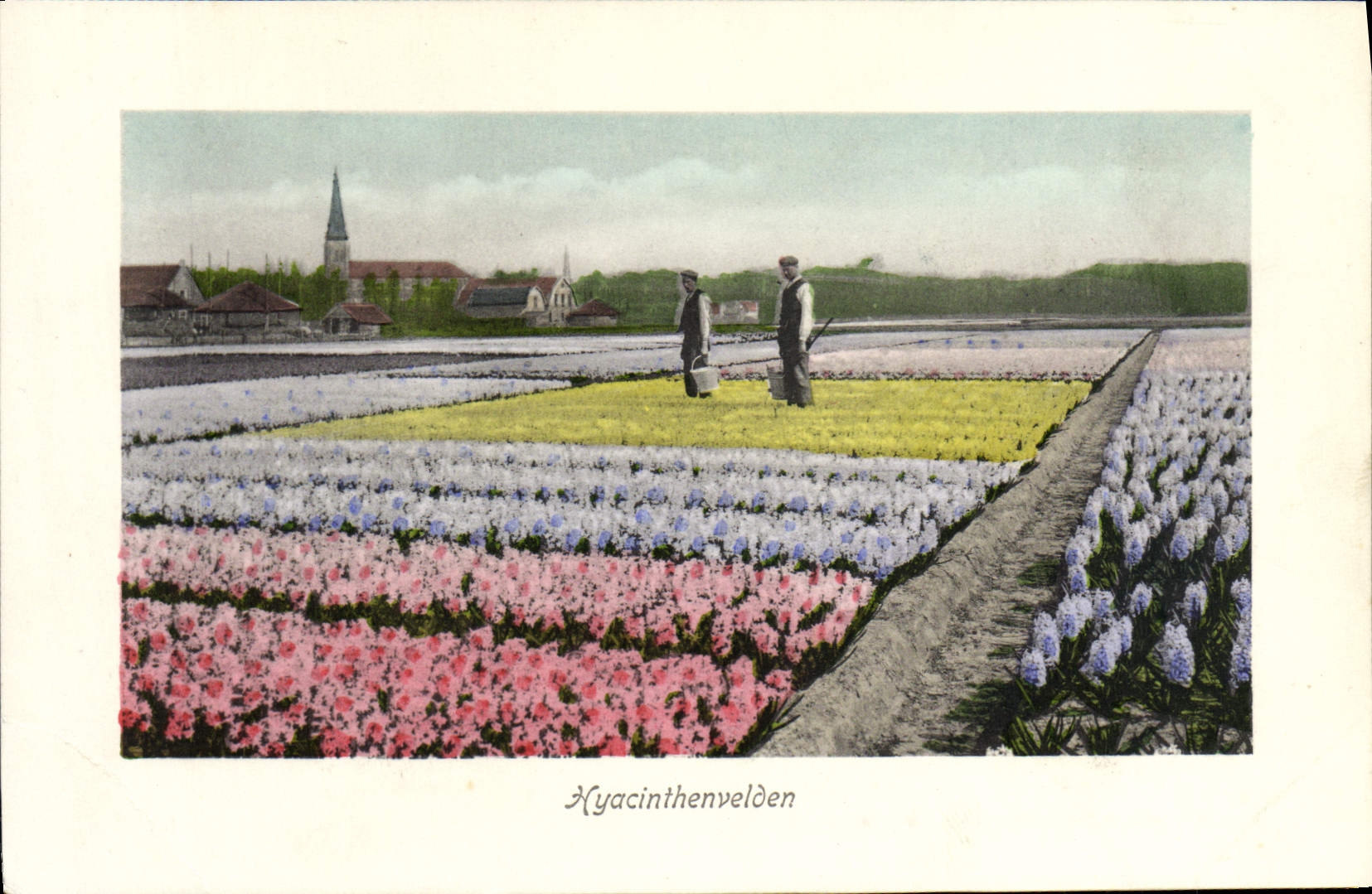 CPA Hyacinthenvelden fleurs
