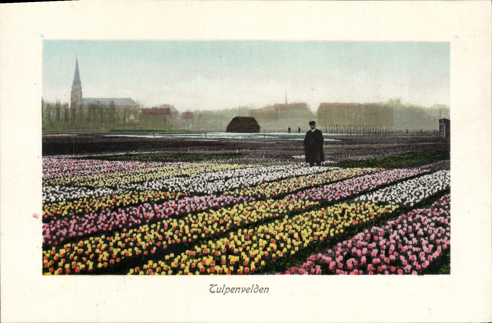 CPA Tulpenvelden Fleurs 