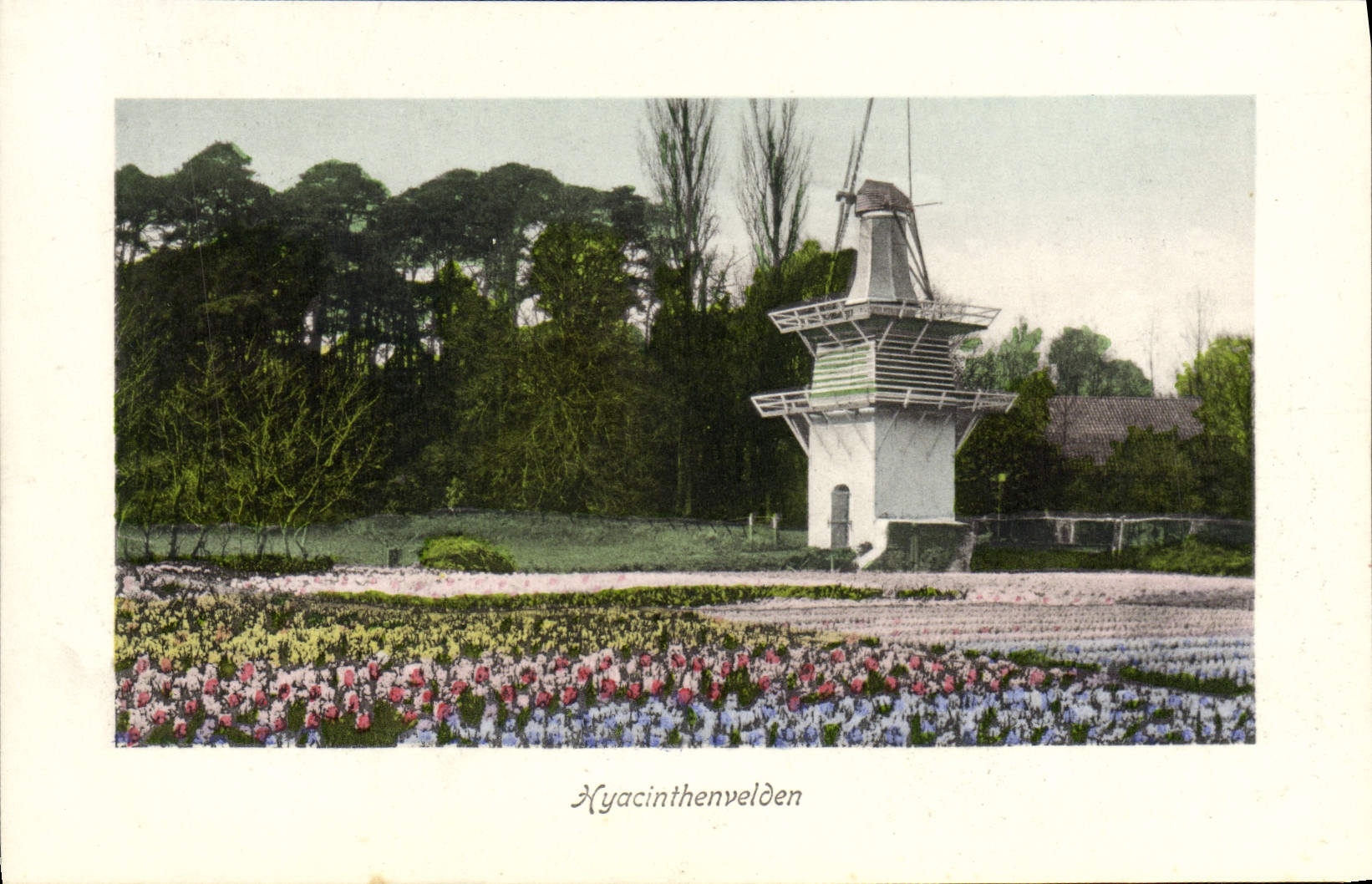 CPA Hyacinthenvelden Moulin 