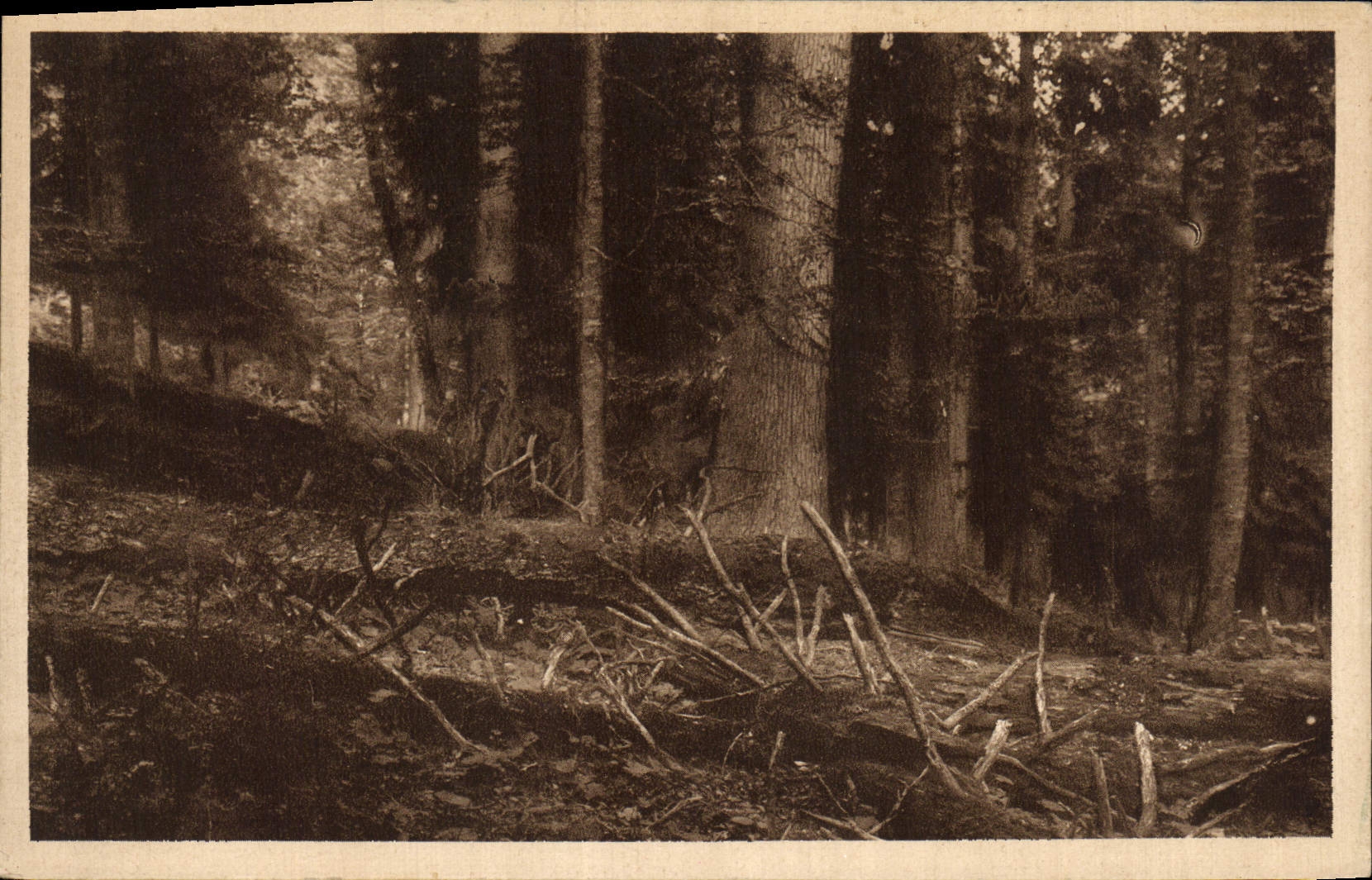 VINTAGE POSTCARD Sumava Prales