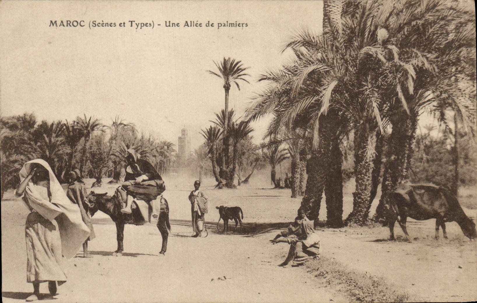 VINTAGE POSTCARD Morocco an Alley Of Palm trees