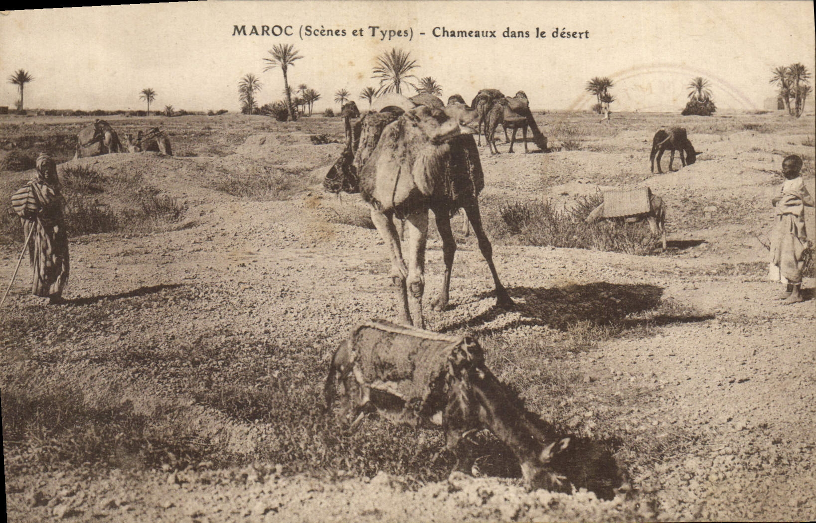 CPA Maroc Chameaux Dans Le Desert