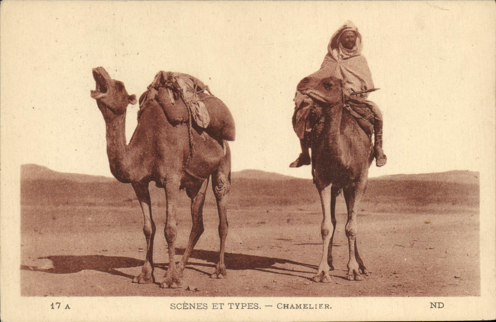 Escenas de la POSTAL de la VENDIMIA y camello estándar del conductor del camello