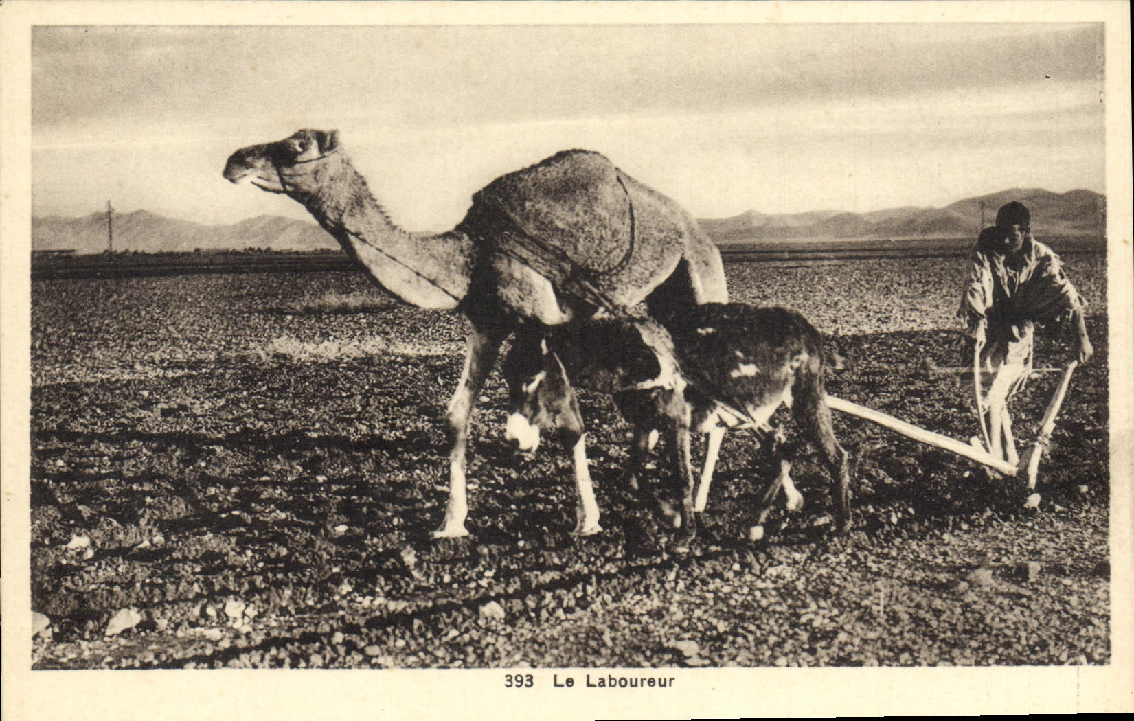 POSTAL de la VENDIMIA el camello de la mula del asno de Túnez del Plowman