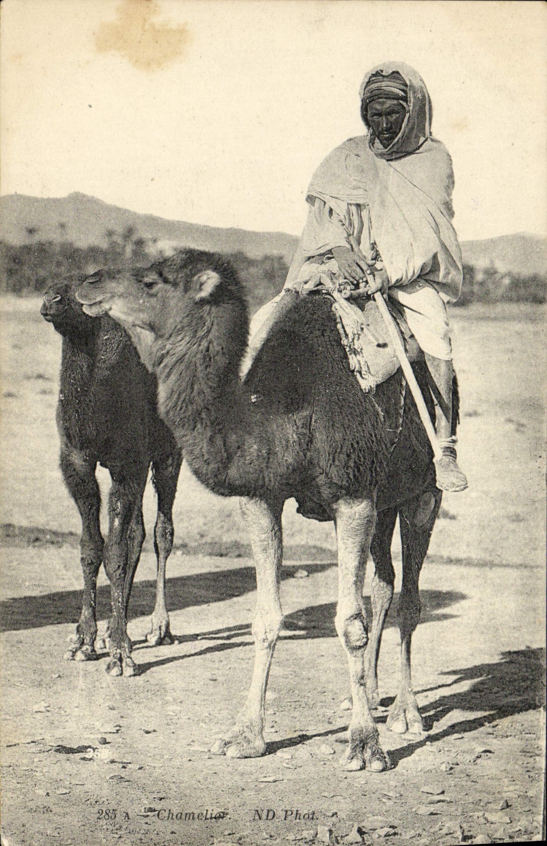 Camello de Chamelies de la POSTAL de la VENDIMIA