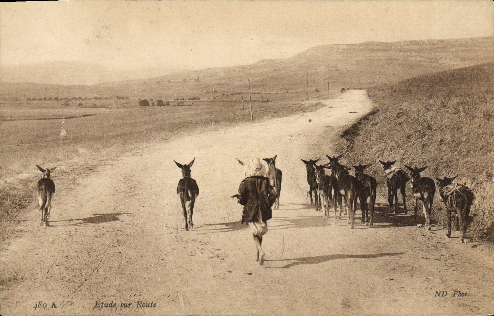 Detalles de la POSTAL de la VENDIMIA en mulas de los asnos del camino