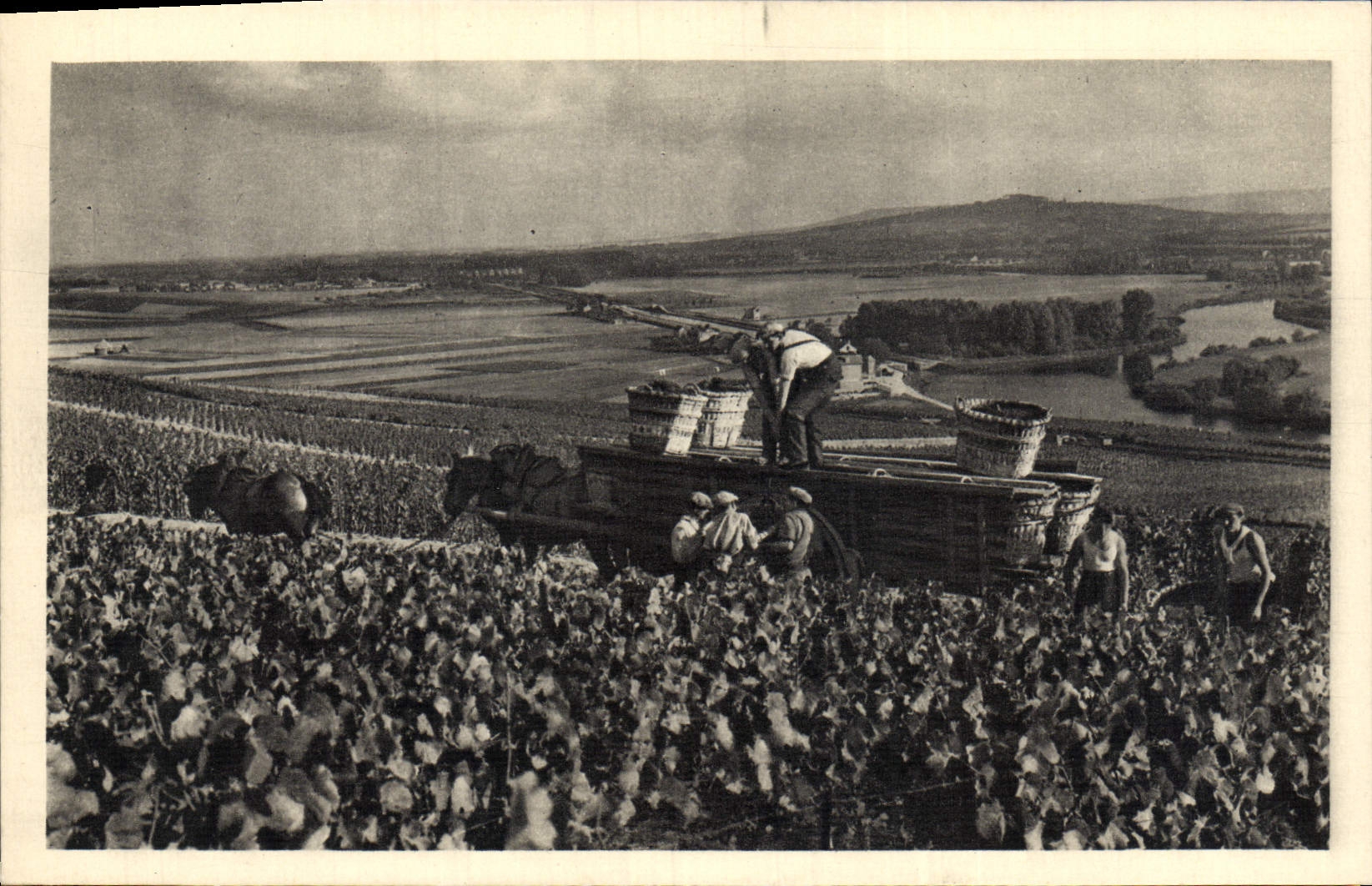 CPA Scene de Vendange a Hautvillers Moet et Chandon