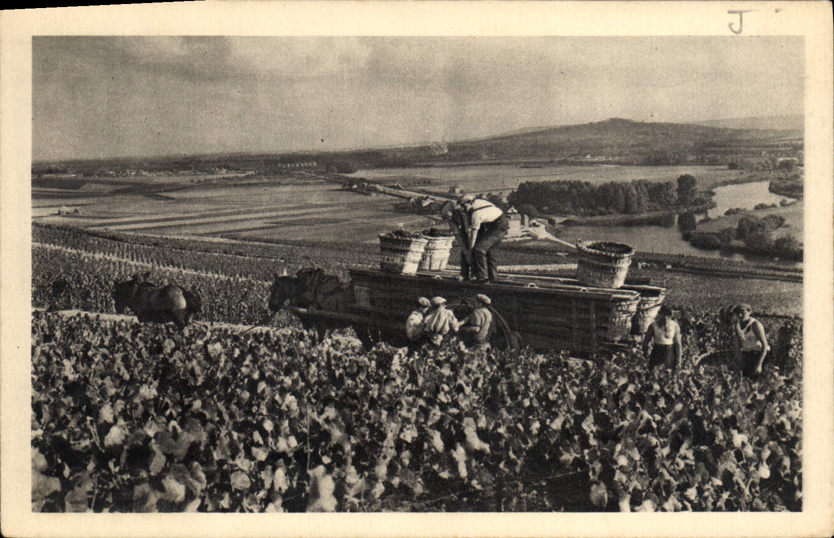 VINTAGE POSTCARD Scene Of Vintage has Hautvillers Moet and Chandon Champagne