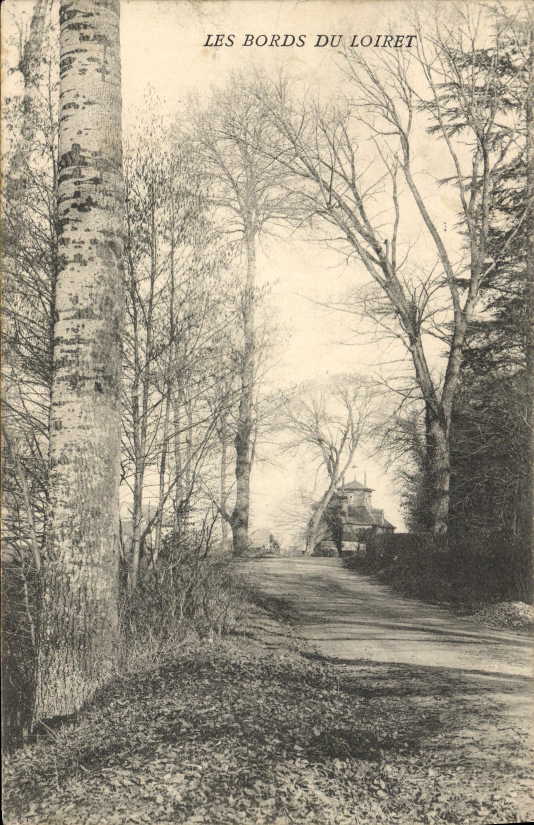 VINTAGE POSTCARD Edges of Loiret cabbages