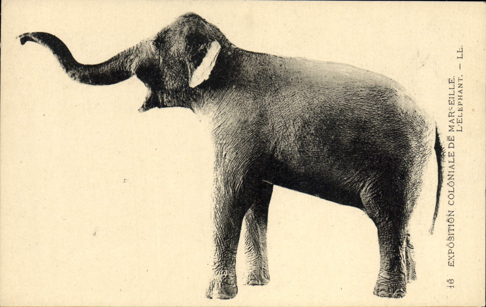 CPA Marseille Exposition Coloniale L'Elephant Elephant
