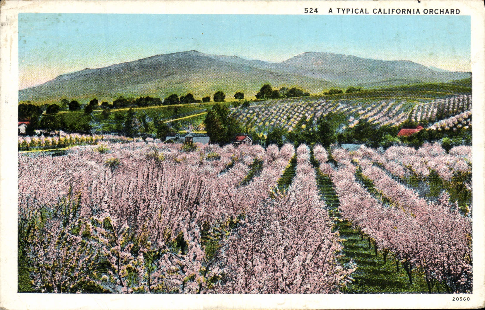 La huerta típica de California de la POSTAL de la VENDIMIA tiene