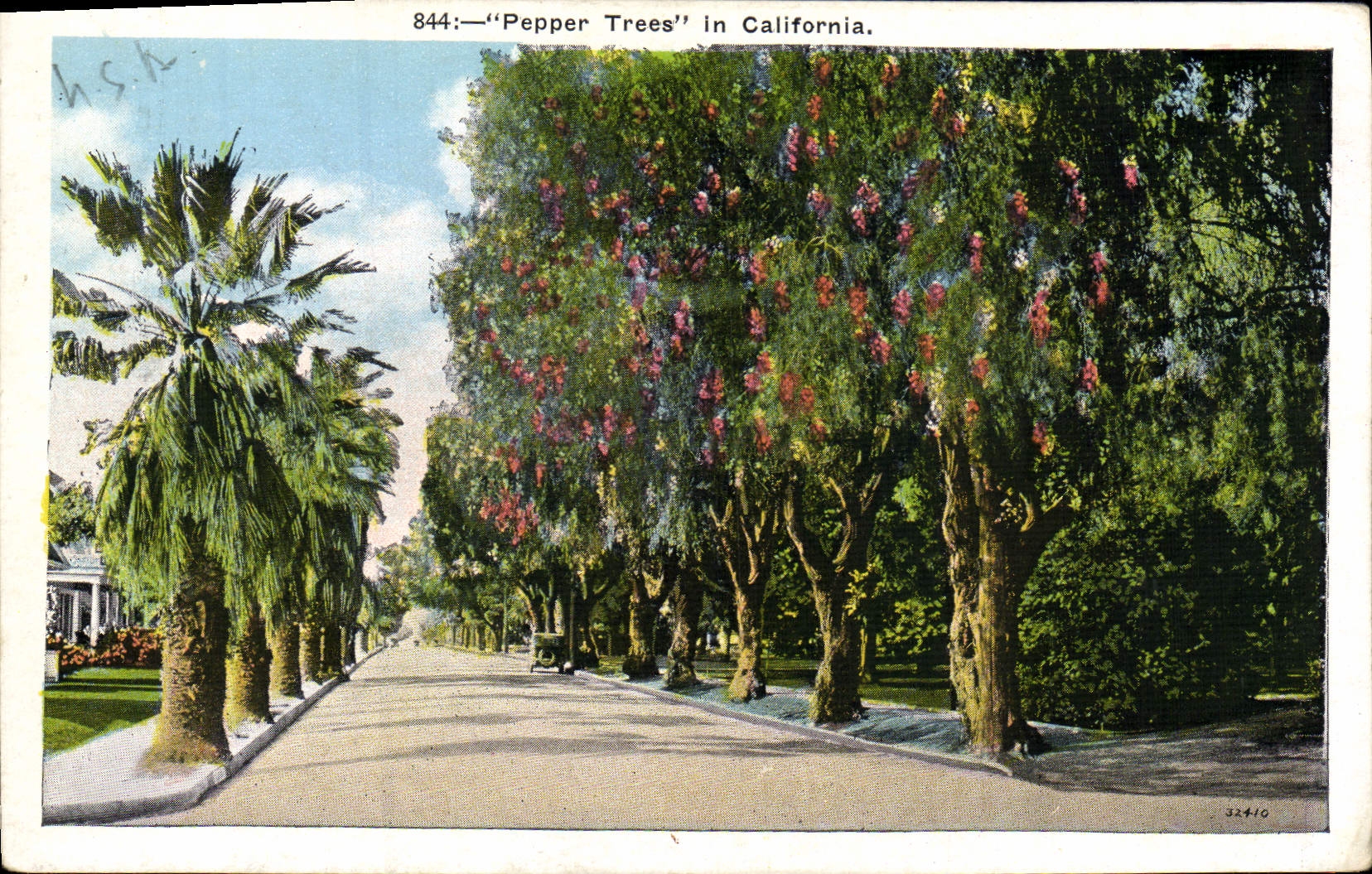 CPA Pepper Trees In California