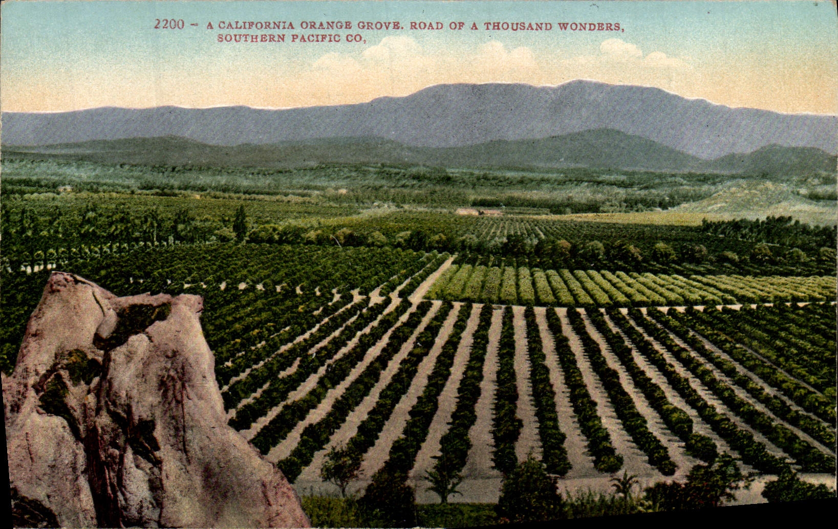 El camino anaranjado de la arboleda de California de la POSTAL de la VENDIMIA de tiene mil maravillas el Pacífico meridional Co