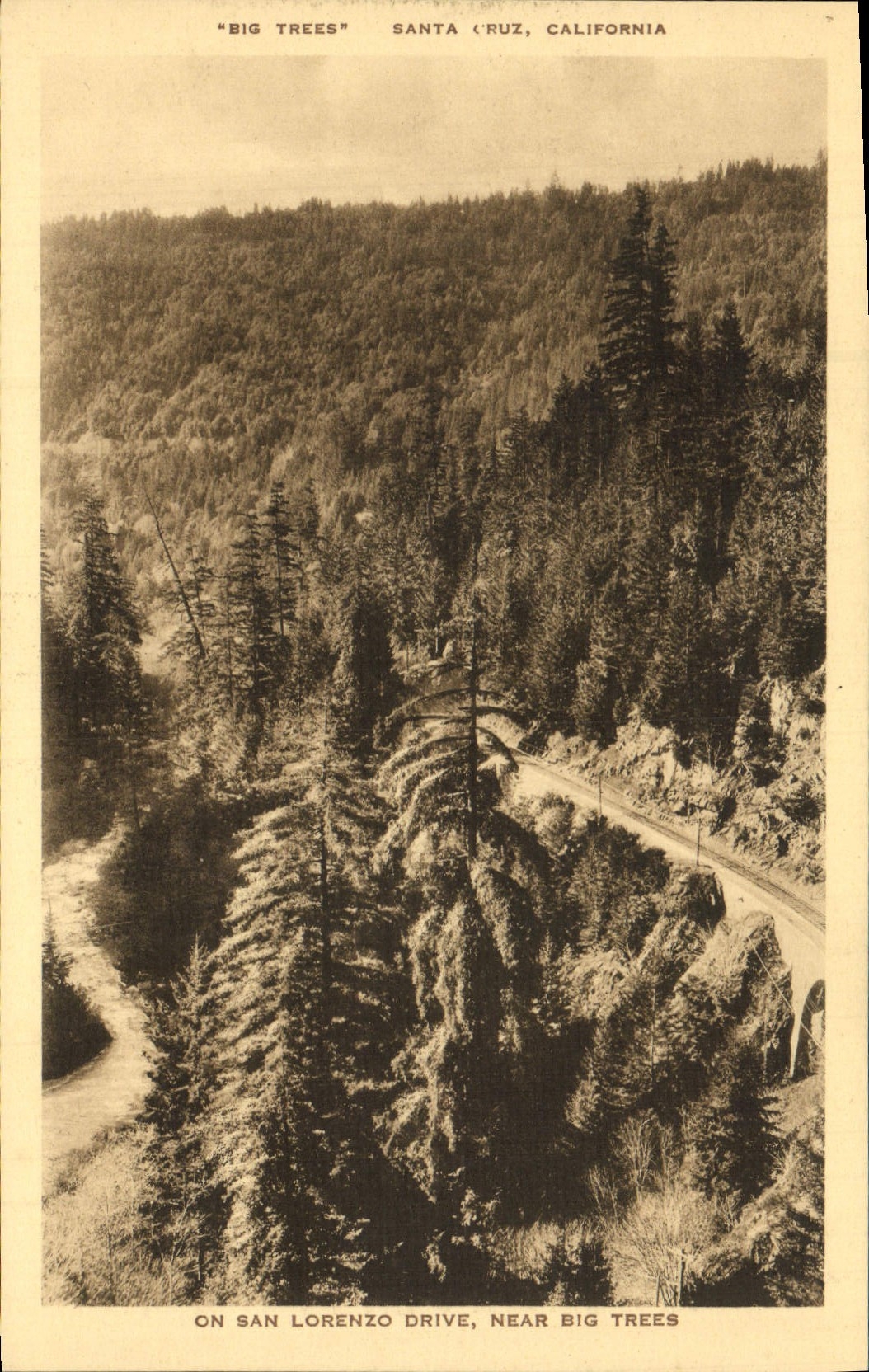 POSTAL Santa Cruz California de la VENDIMIA una impulsión de San Lorenzo cerca de árboles grandes