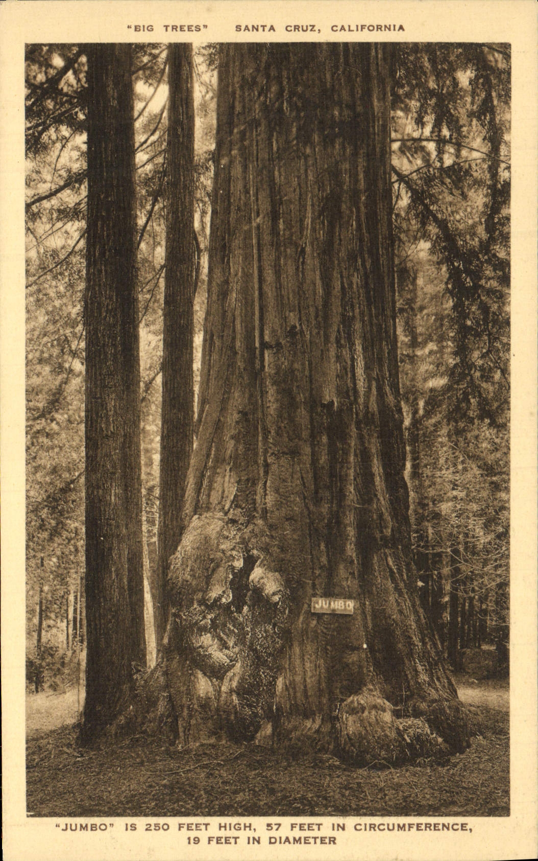 CPA Santa Cruz California 57 Feet High Feet in Circumference