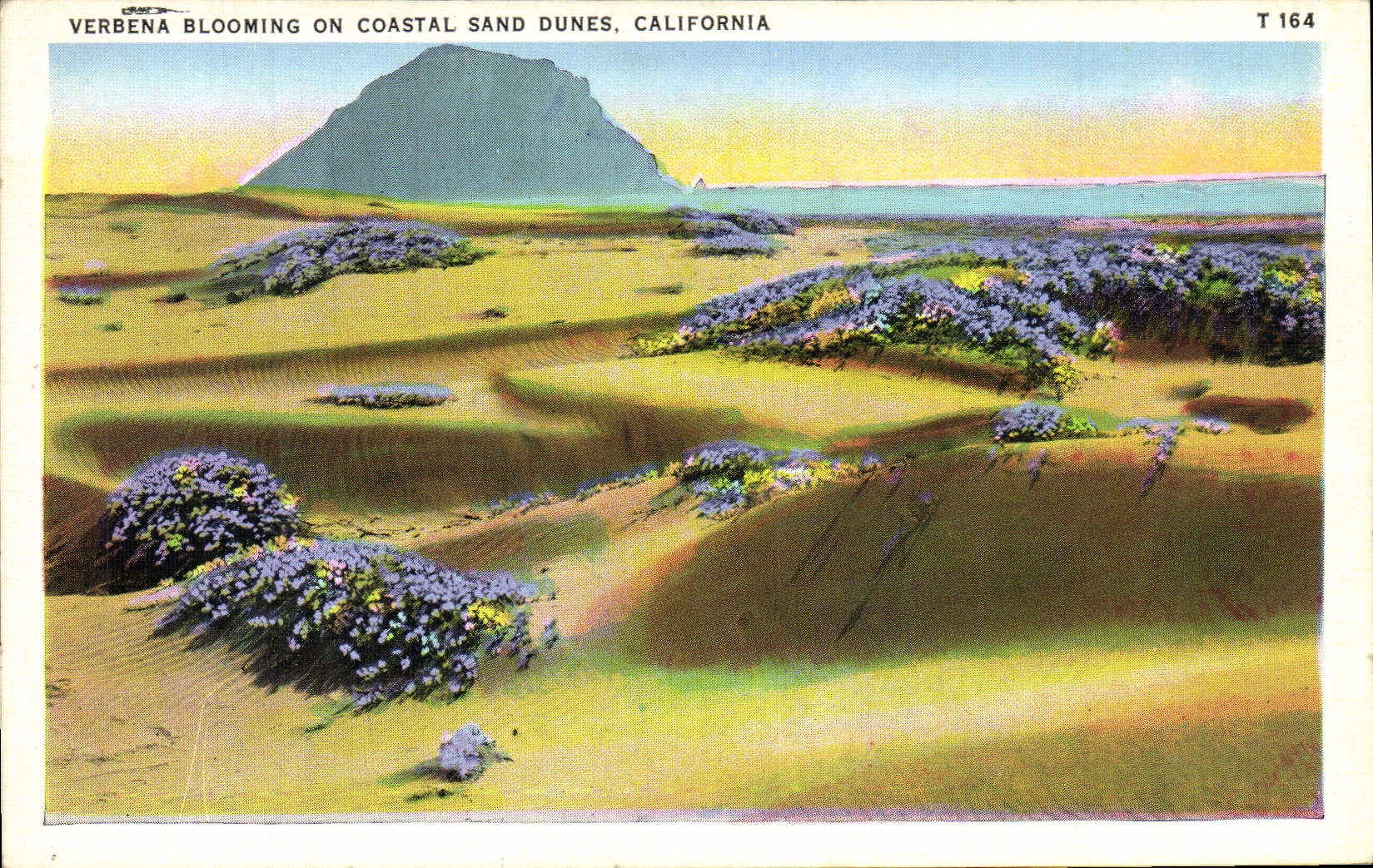 CPA Verbena Blooming On Coastal Sand Dunes California