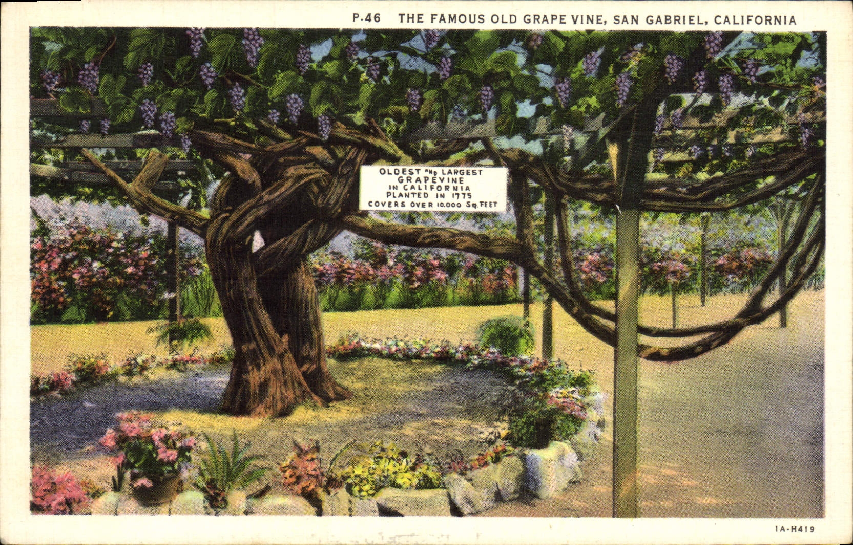 La POSTAL de la VENDIMIA la uva vieja famosa fortifica San Gabriel California