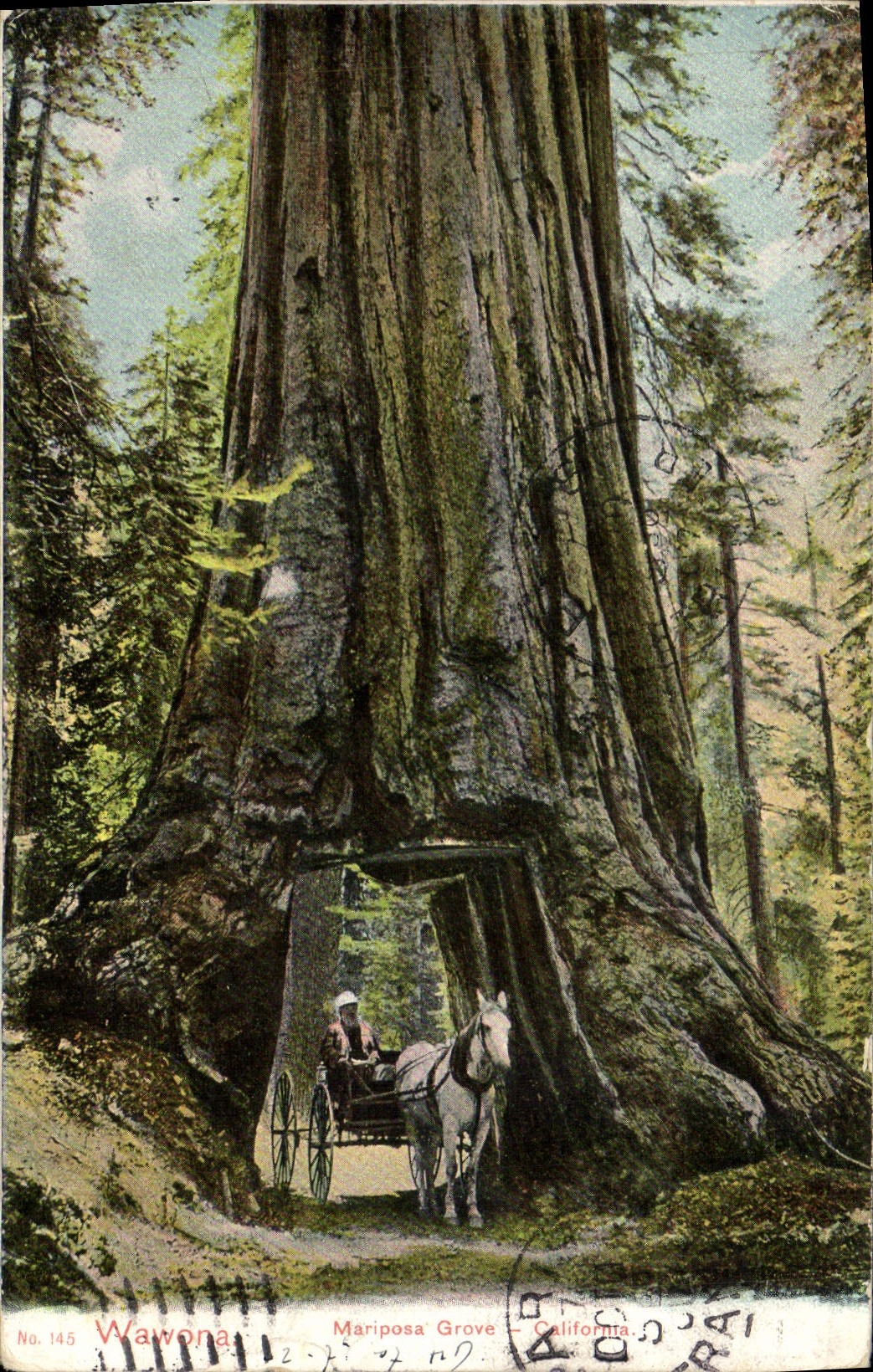 CPA Wawona Mariposa Grove California