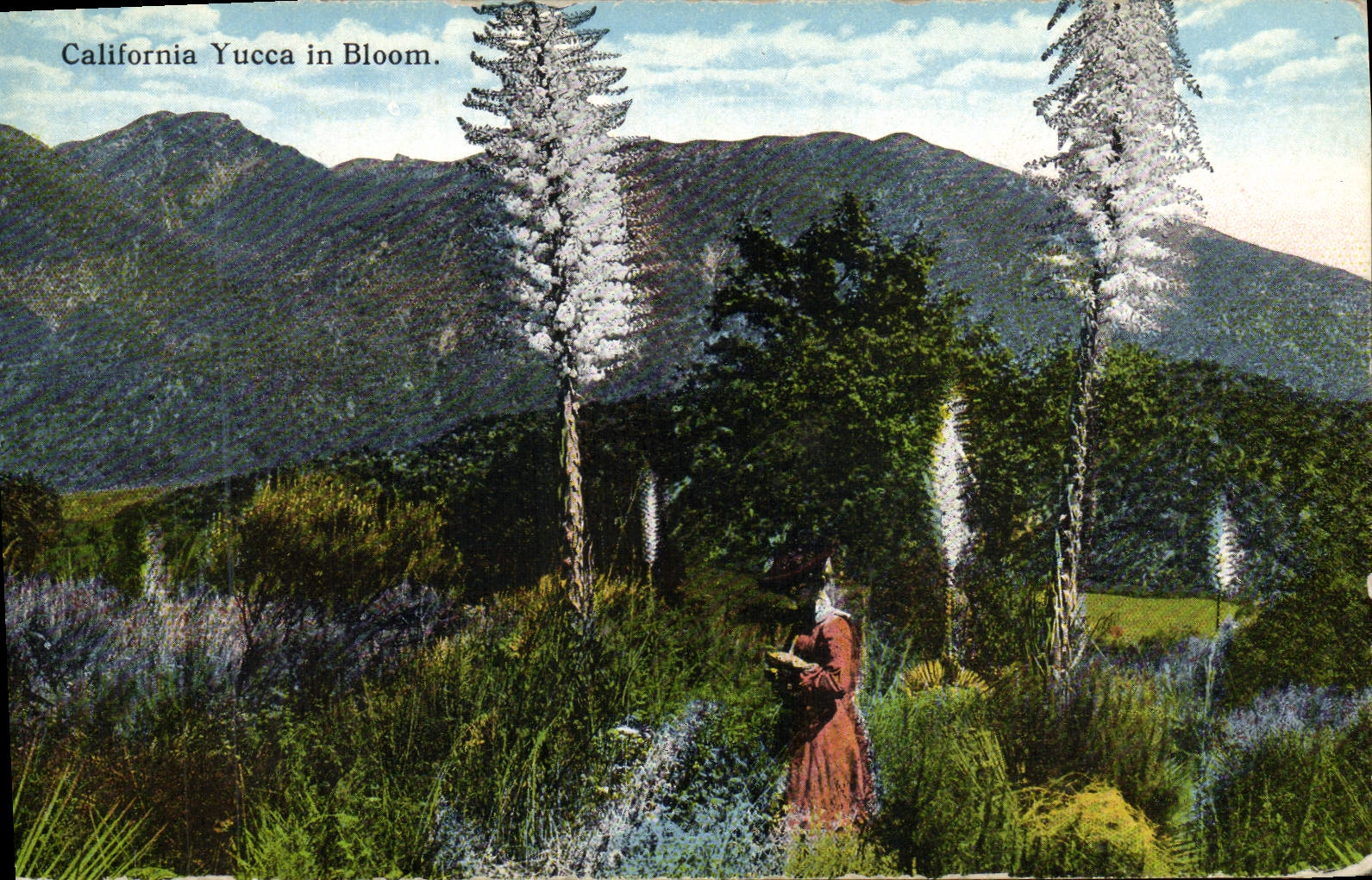 CPA California Yucca n Bloom