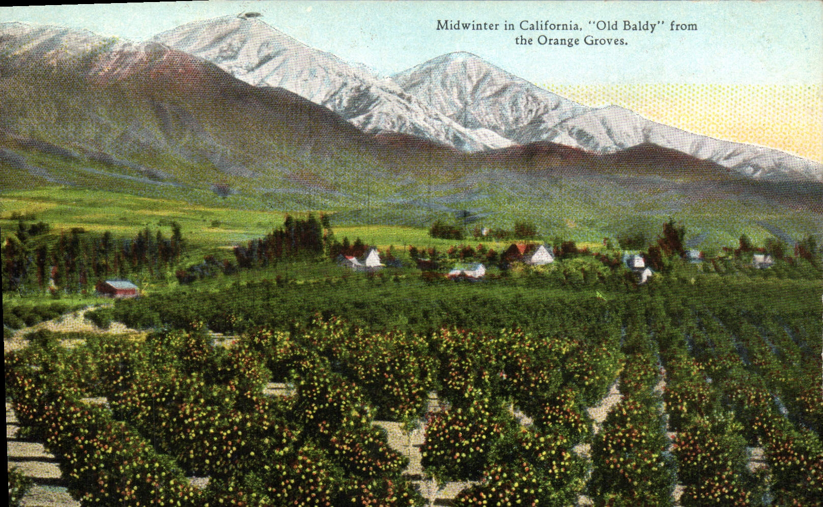 Pleno invierno de la POSTAL de la VENDIMIA en California Baldy viejo de las arboledas anaranjadas