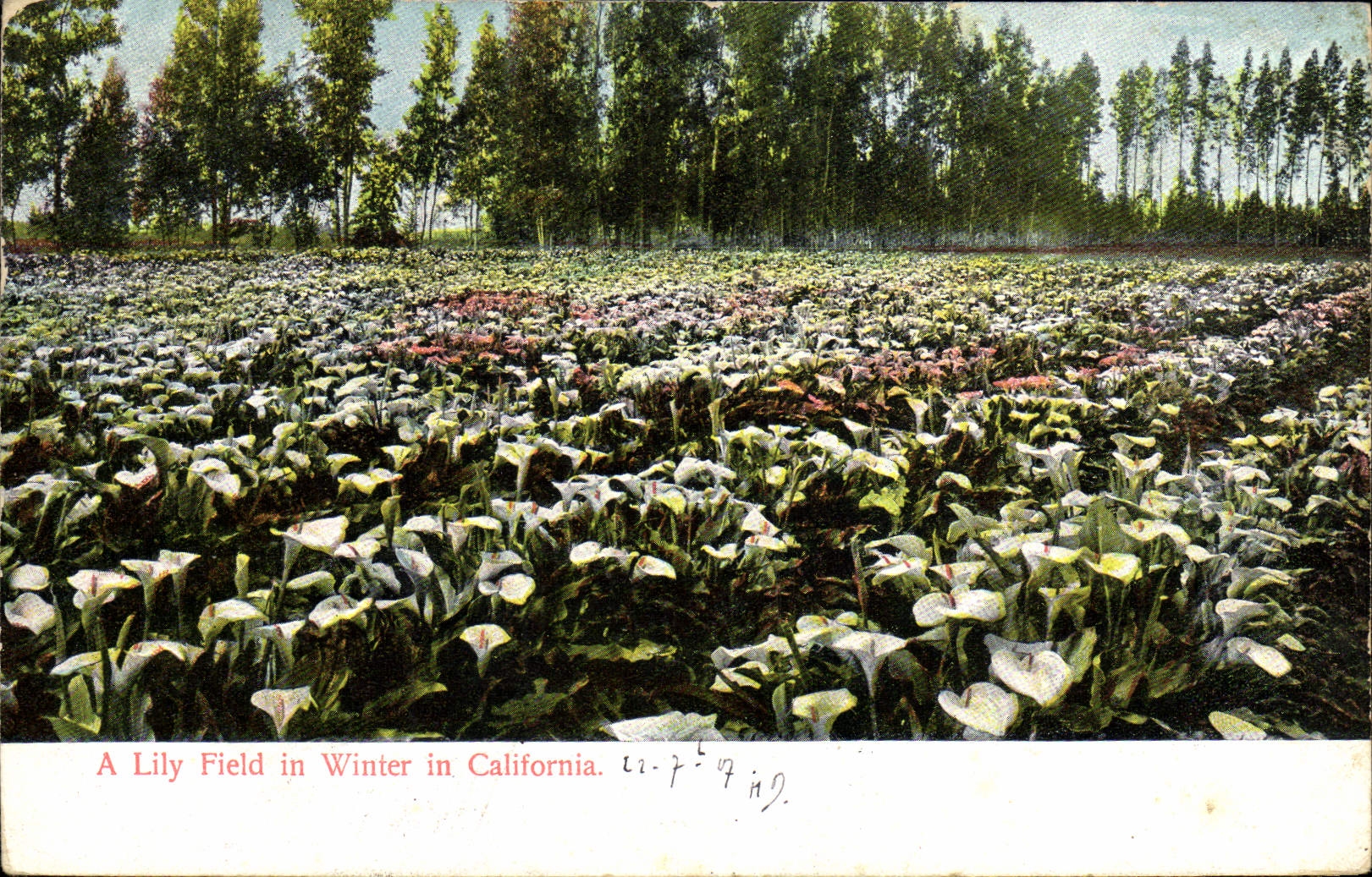 CPA A Lily Field In winter In California