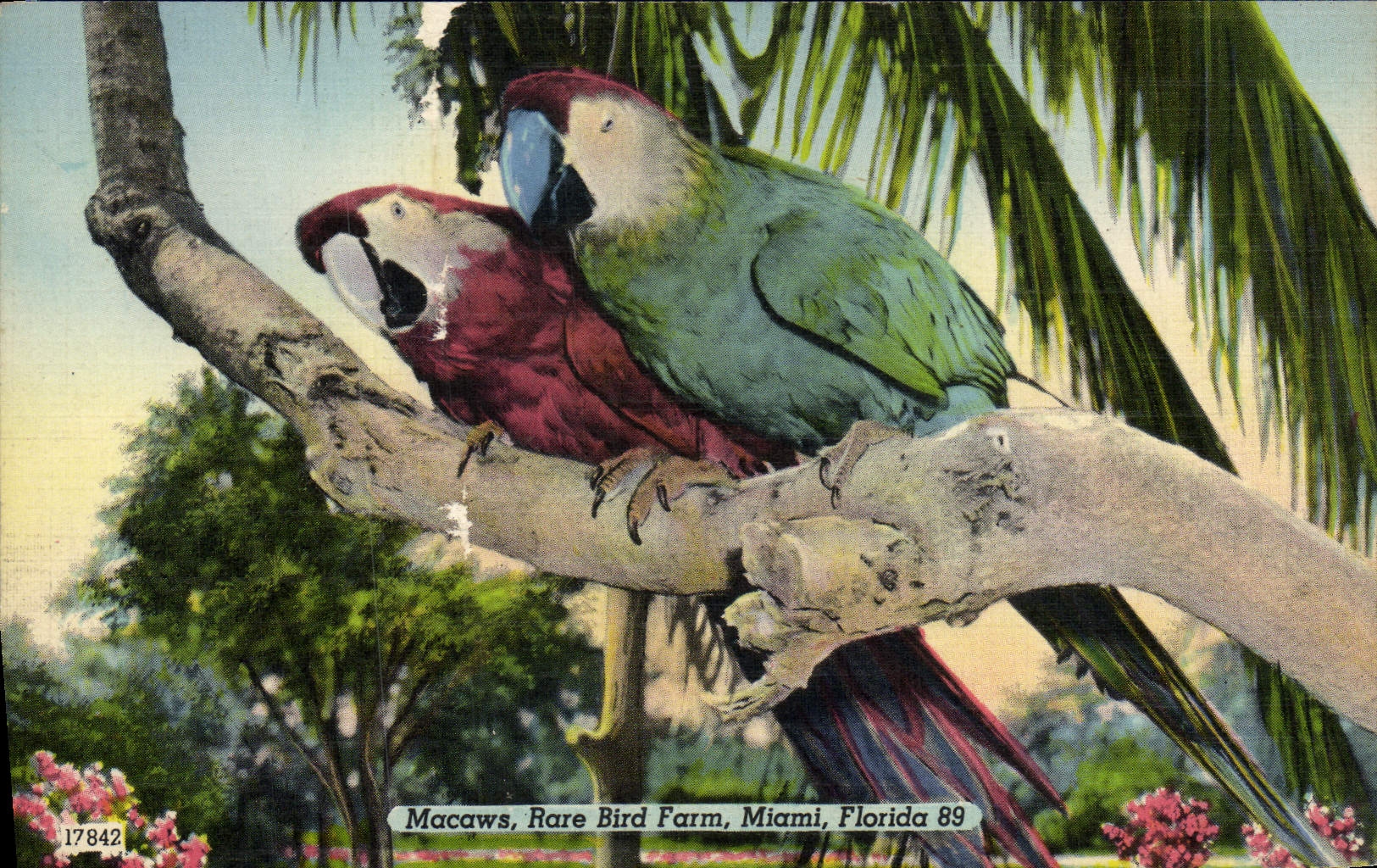VINTAGE POSTCARD Rare Macaws Bird Miami Florida Parrots Birds