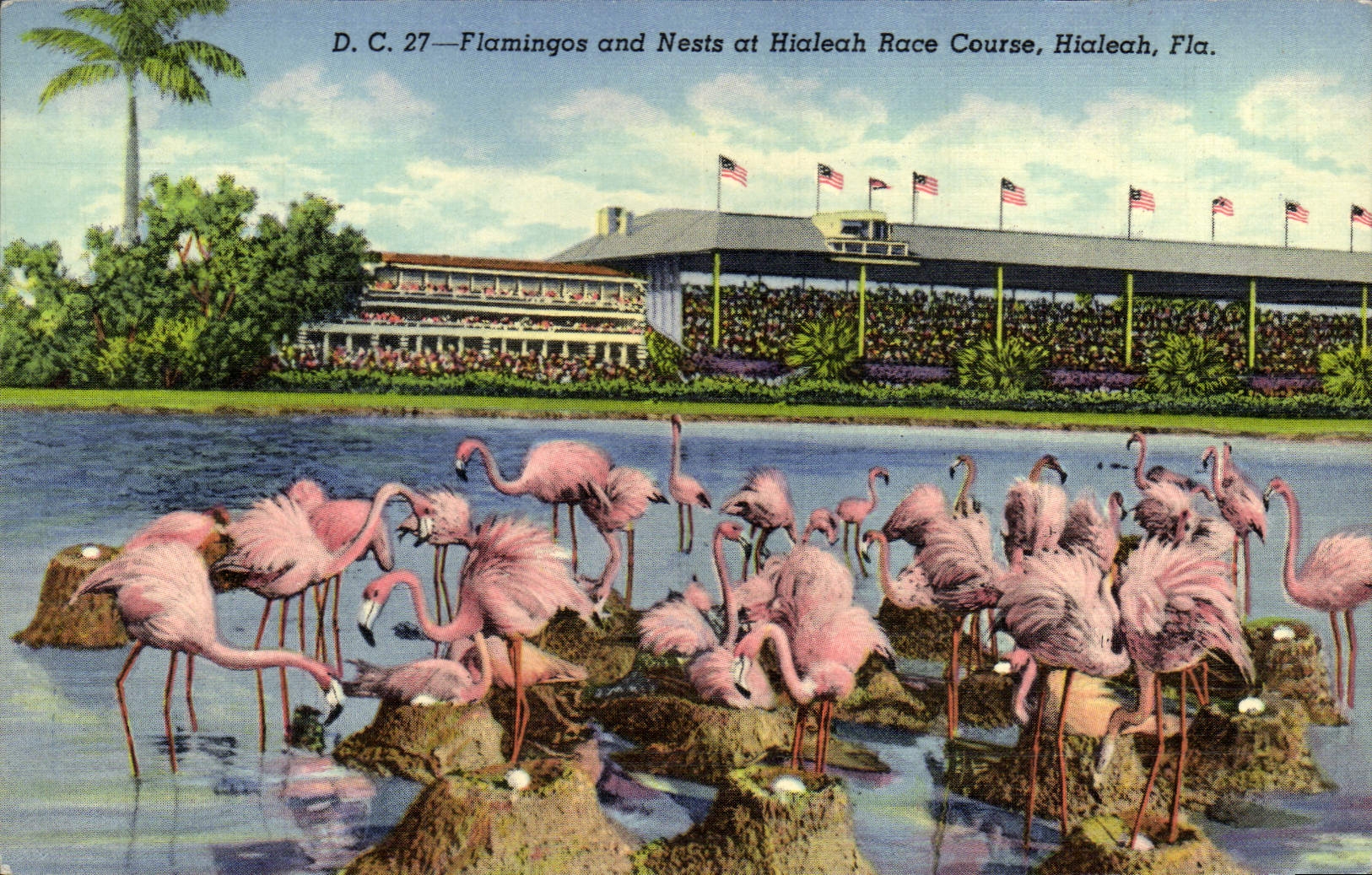 CPA Flamingos And Nests At Hialeah Race Course Hialeah Fla Famants roses Oiseaux